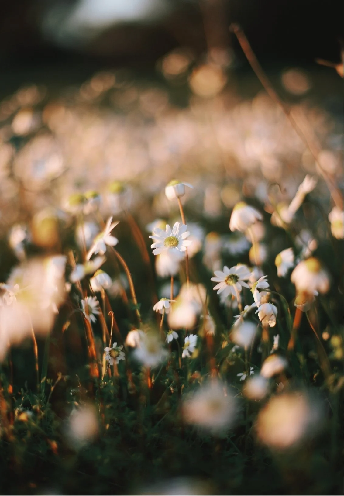Close-up of small white daisies with yellow centers, blooming in a field during sunset with warm, soft lighting.