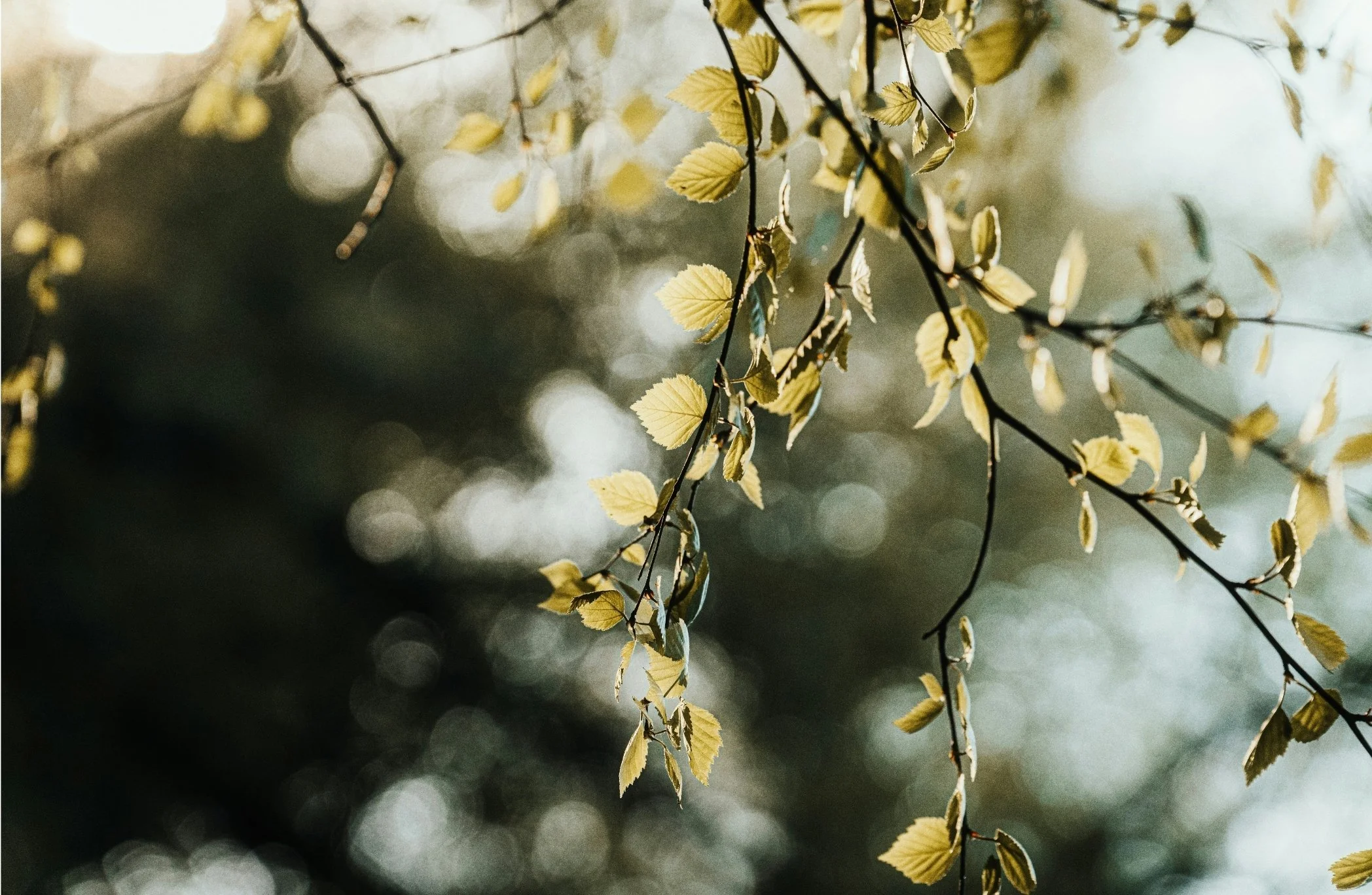 Close-up of tree branches with small, yellowish-green leaves, blurred background of greenery and sunlight.