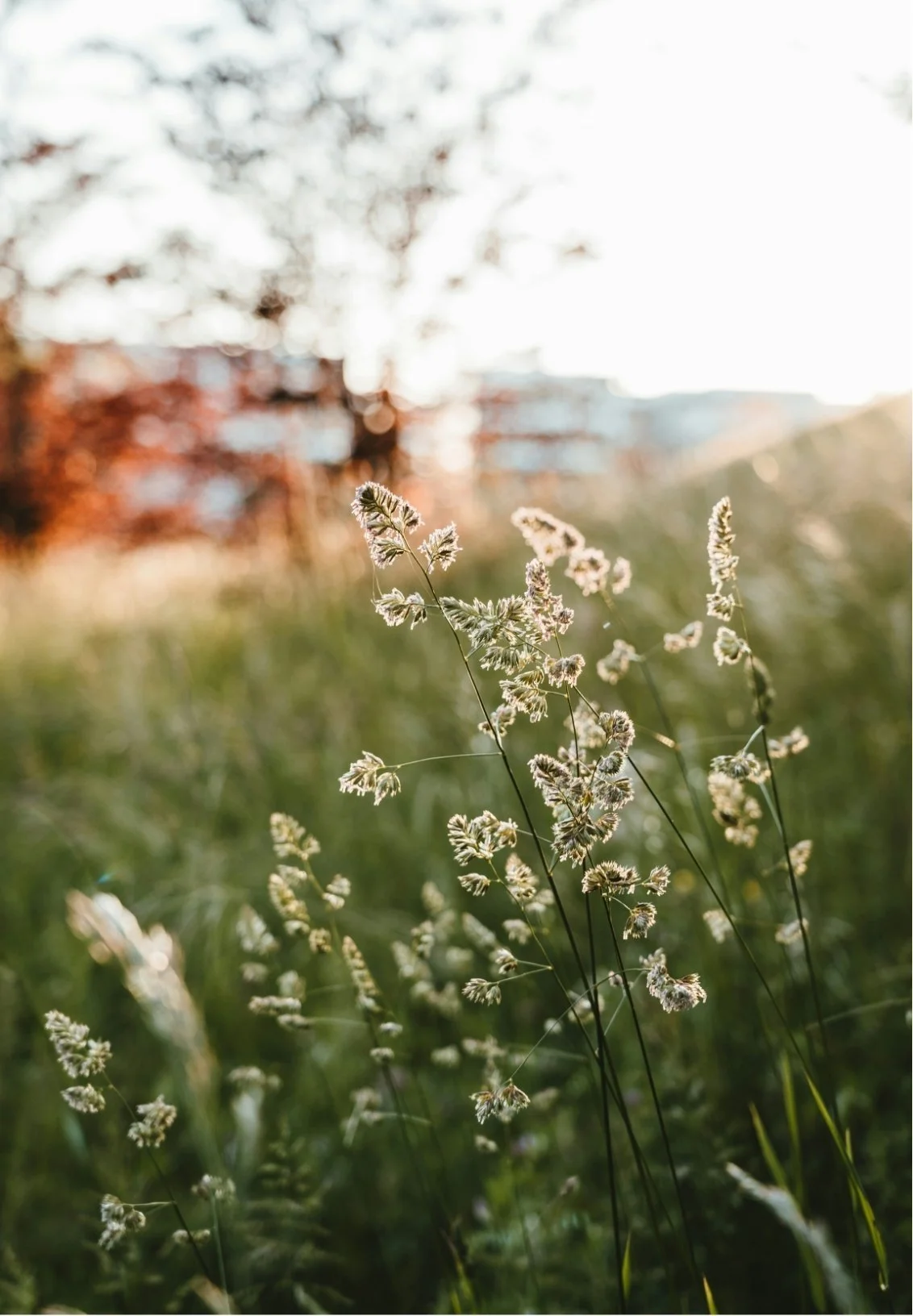 Close-up of wild grass plants with light background, blurry trees, and buildings.