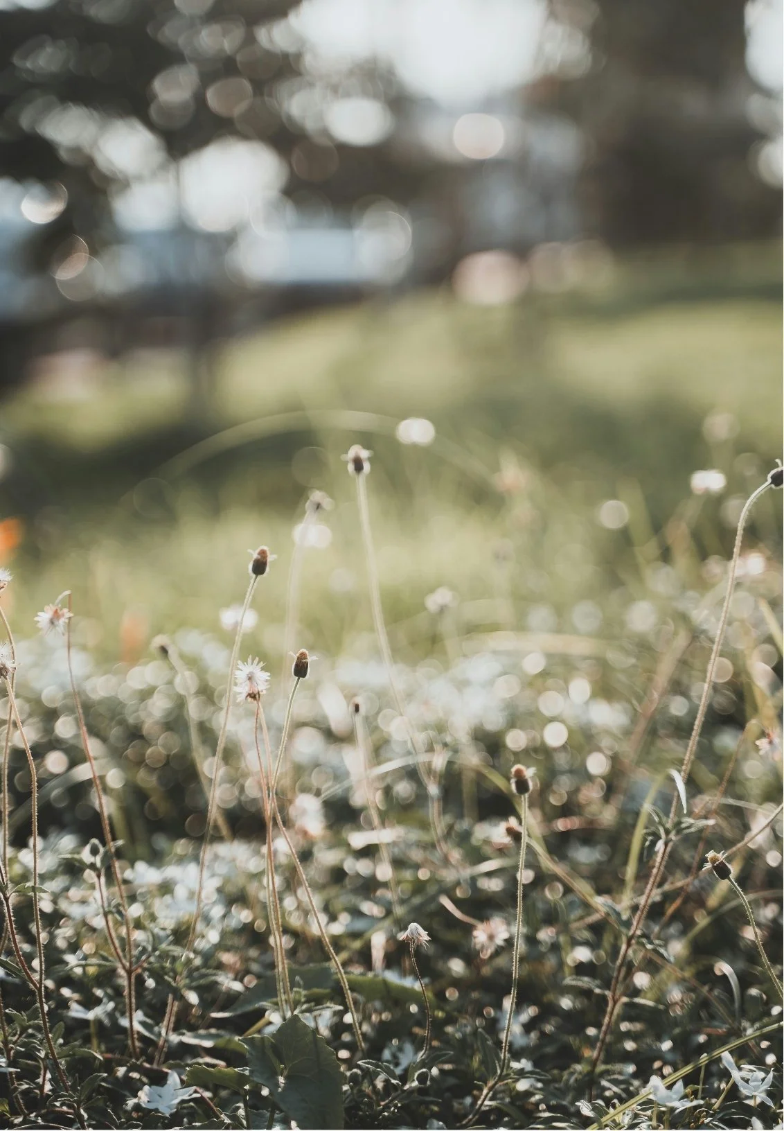 Close-up of small wildflowers with sunlight filtering through trees in the background.