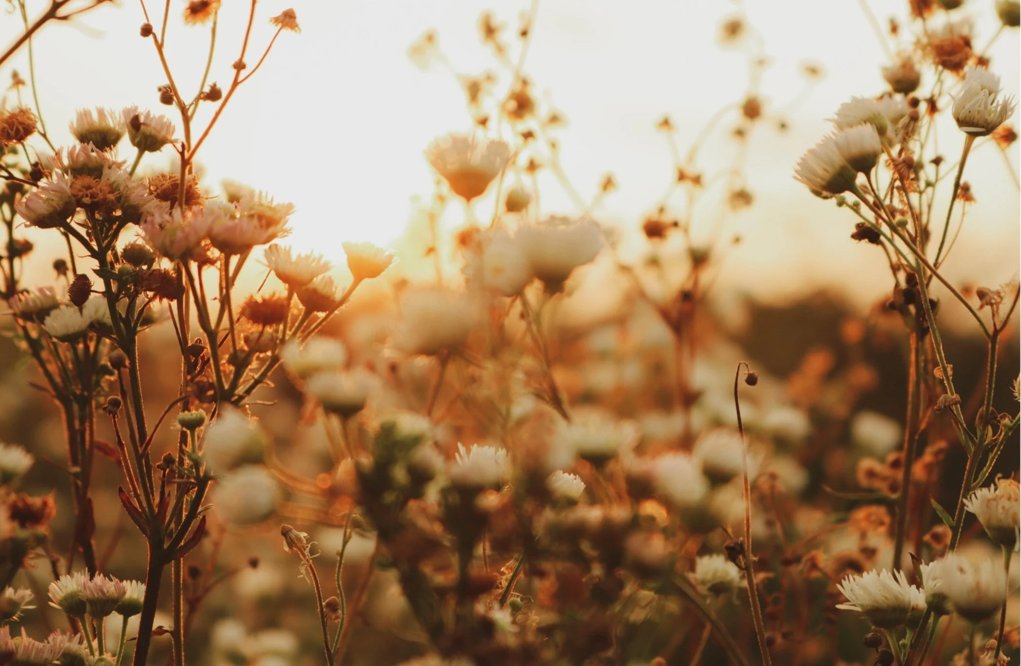 Close-up of wildflowers illuminated by the warm glow of sunset, with soft focus and light creating a serene atmosphere.