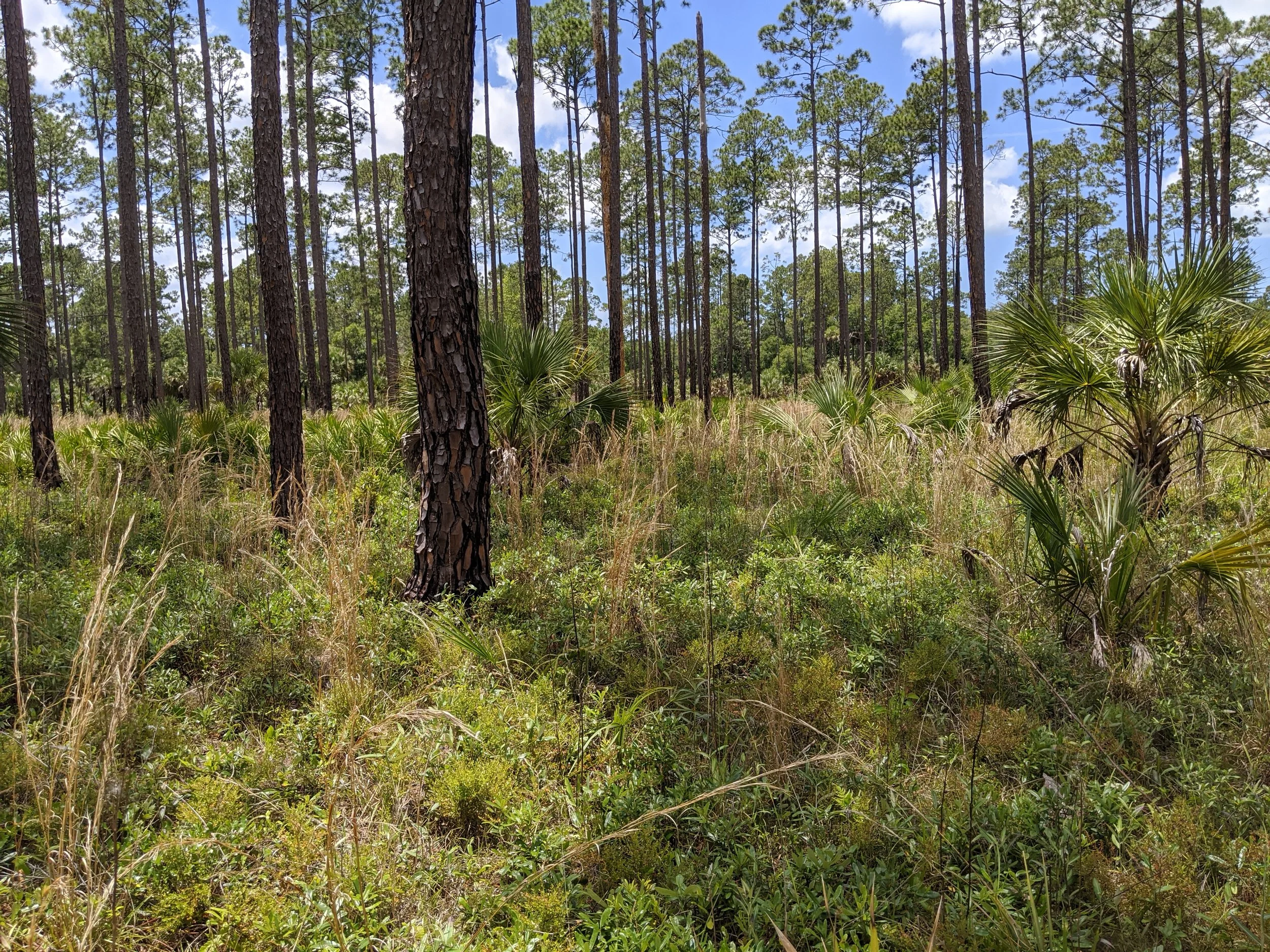 Pine Flatwoods Habitat