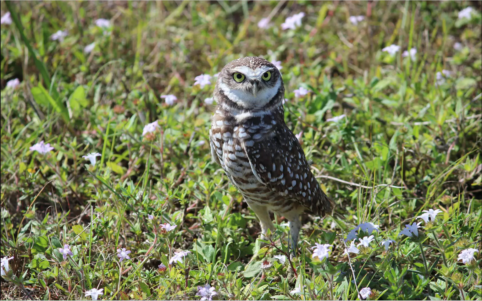 burrowing owl.png