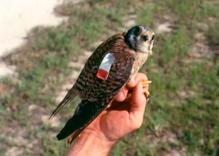 kestrel female.png