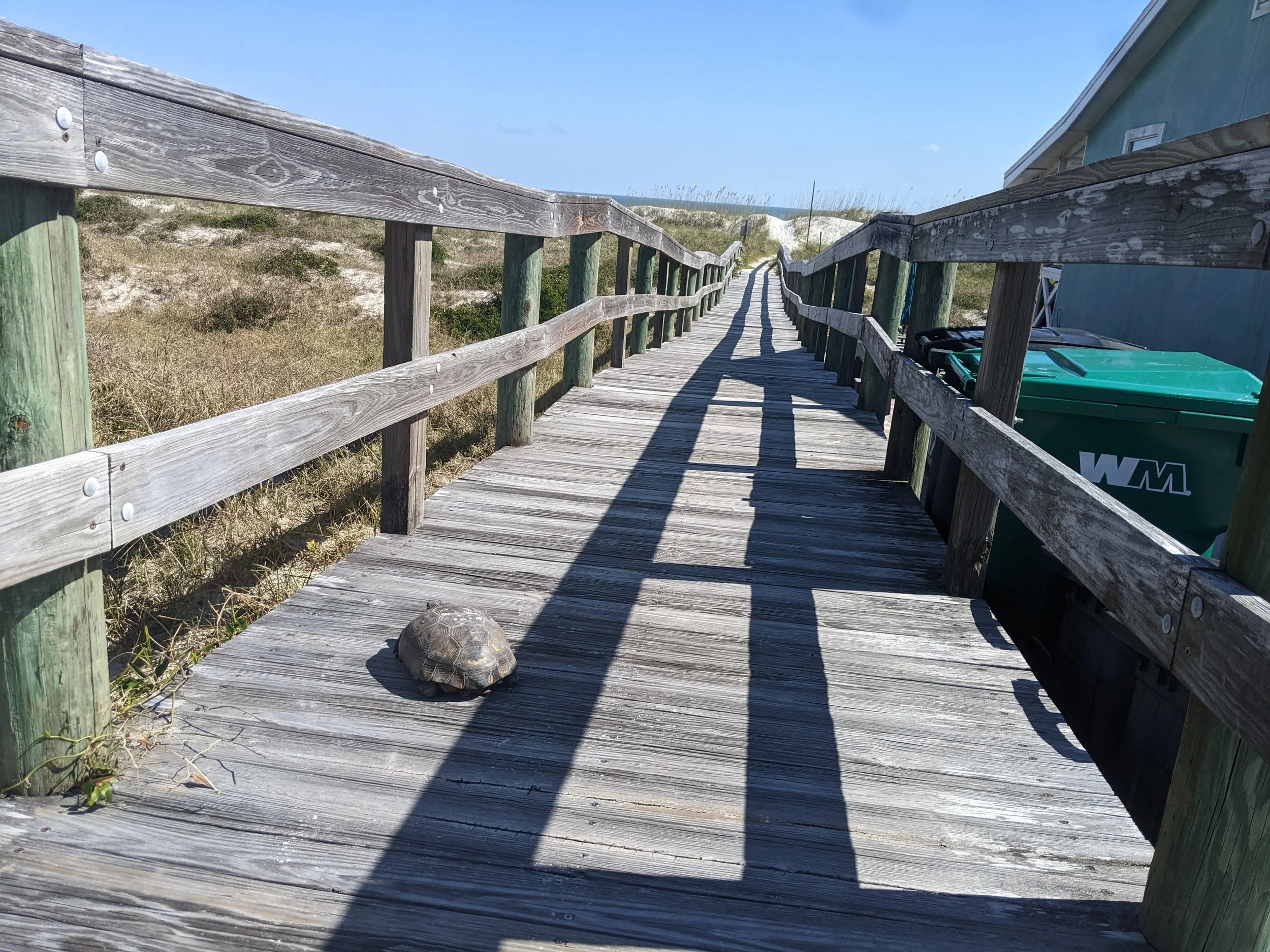 tort boardwalk 2.jpg