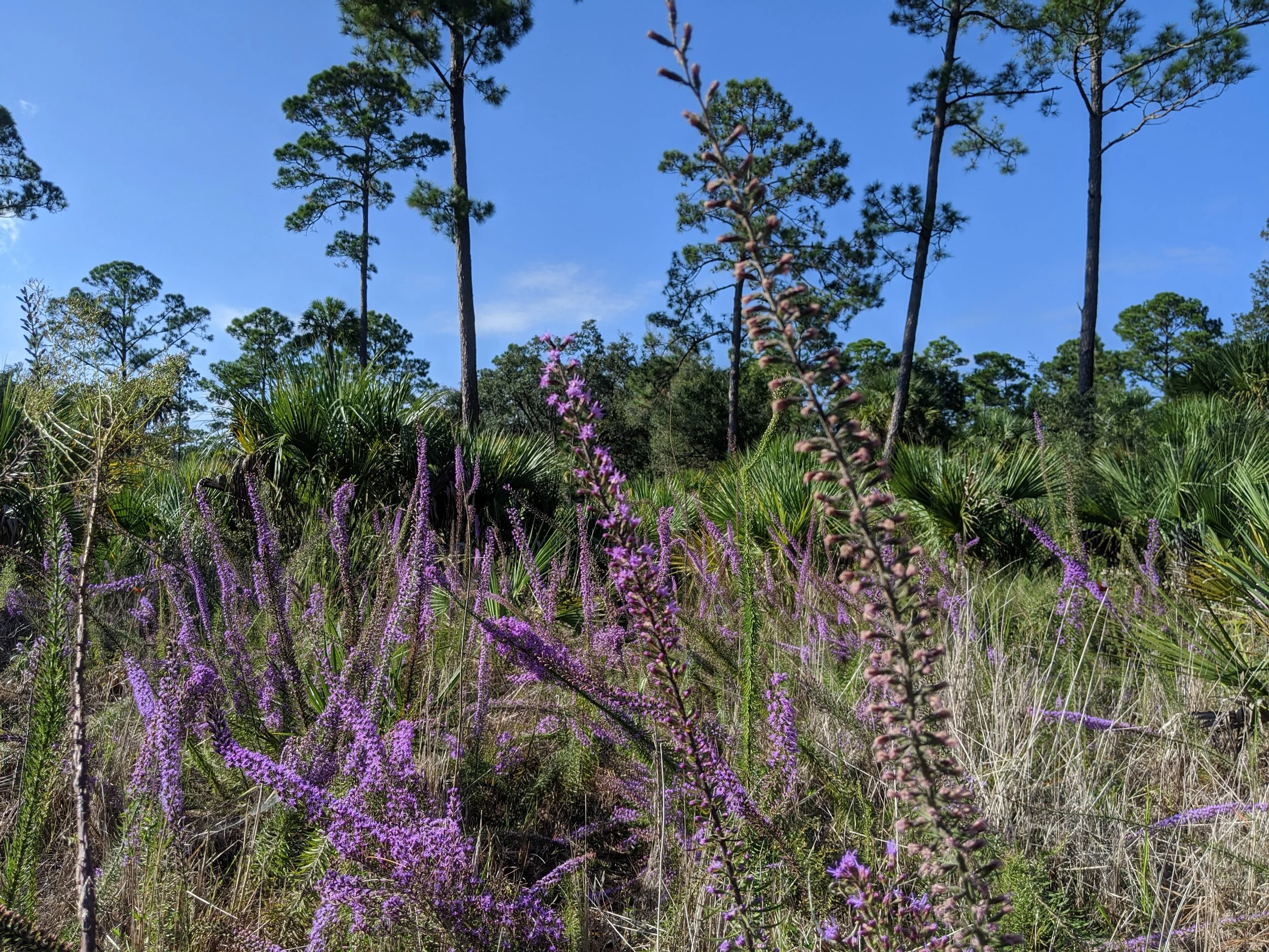 Liatris flowering in Pine Flatwoods Habitat