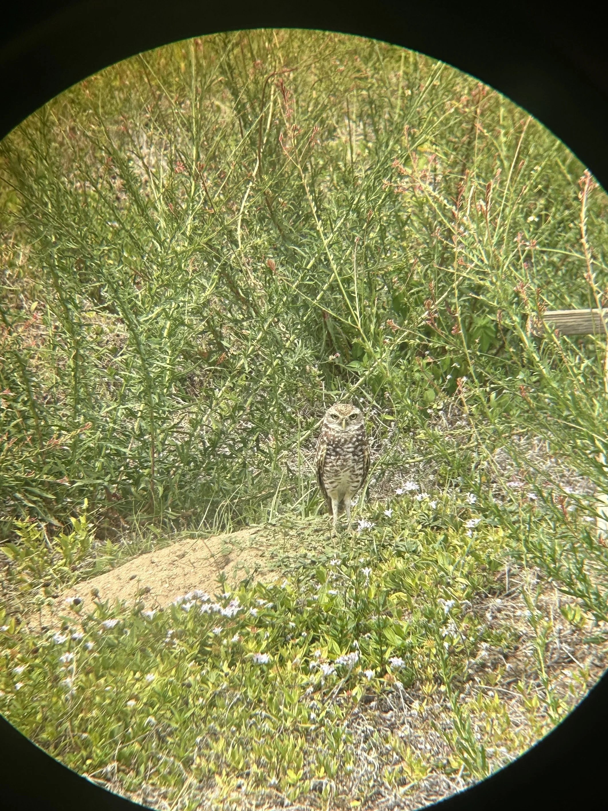Florida Burrowing Owl standing at the entrance of its burrow.