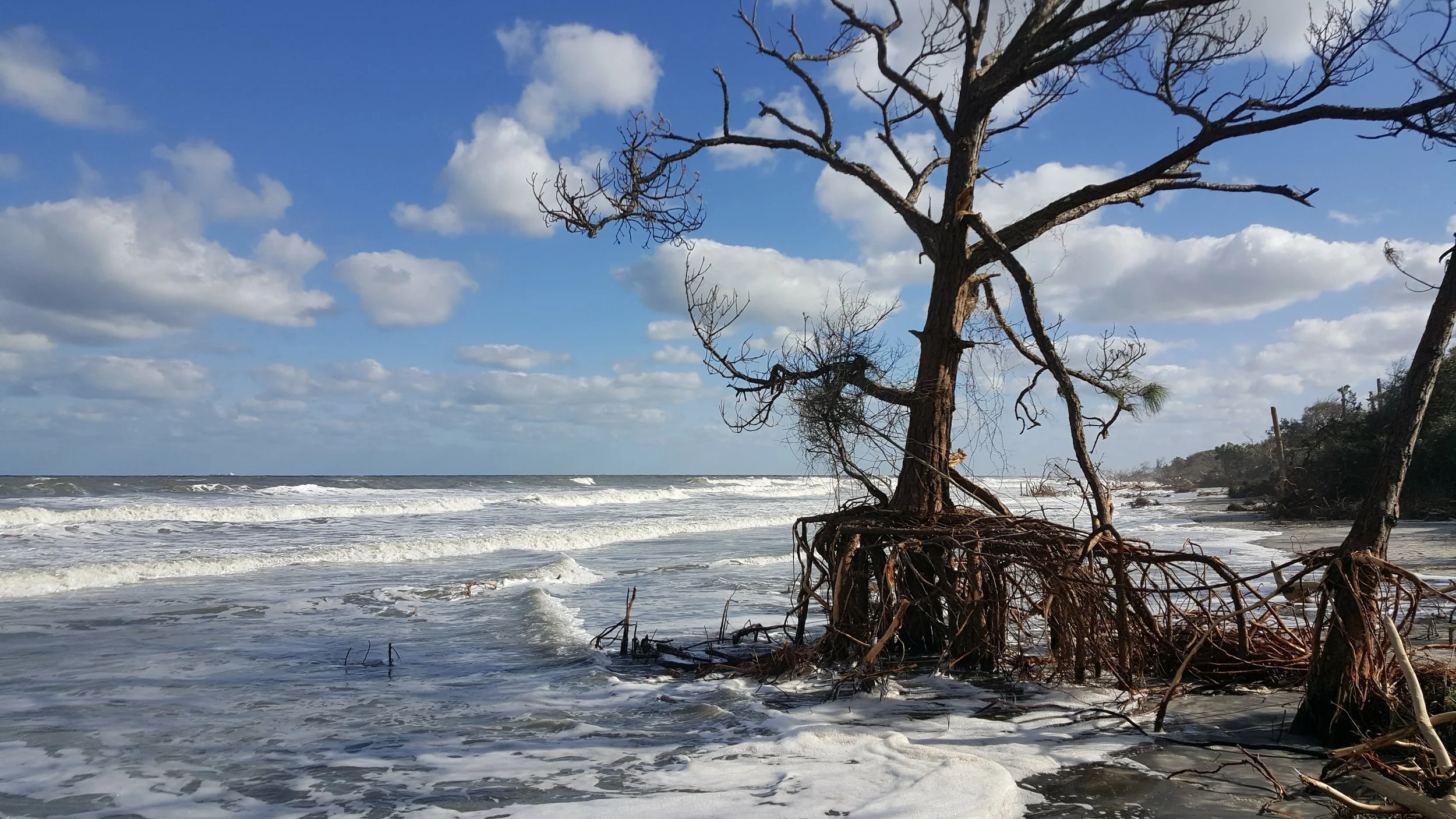 Pine Tree Surviving Erosion on Talbot Beach