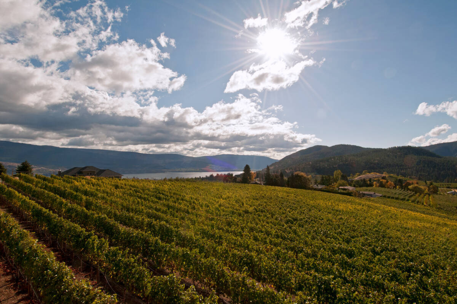 Board Director Nomination Form