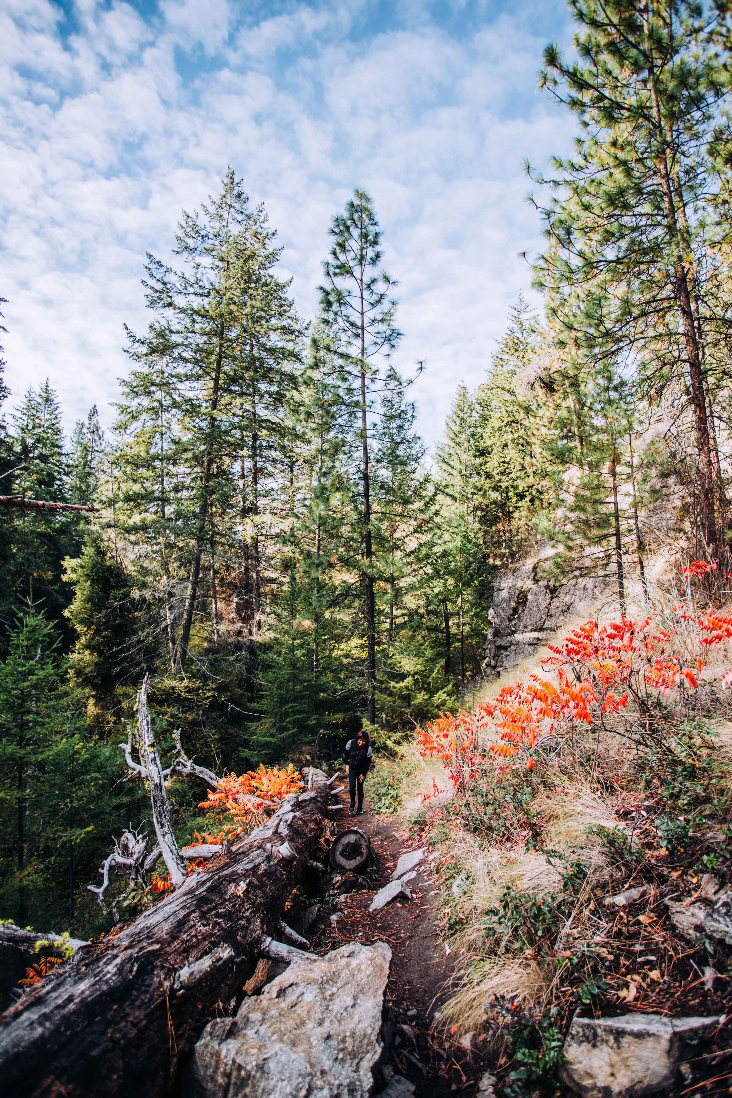 Hiker walking on a mountain trail surrounded by tall pine trees, with orange and green foliage and a partly cloudy sky overhead.
