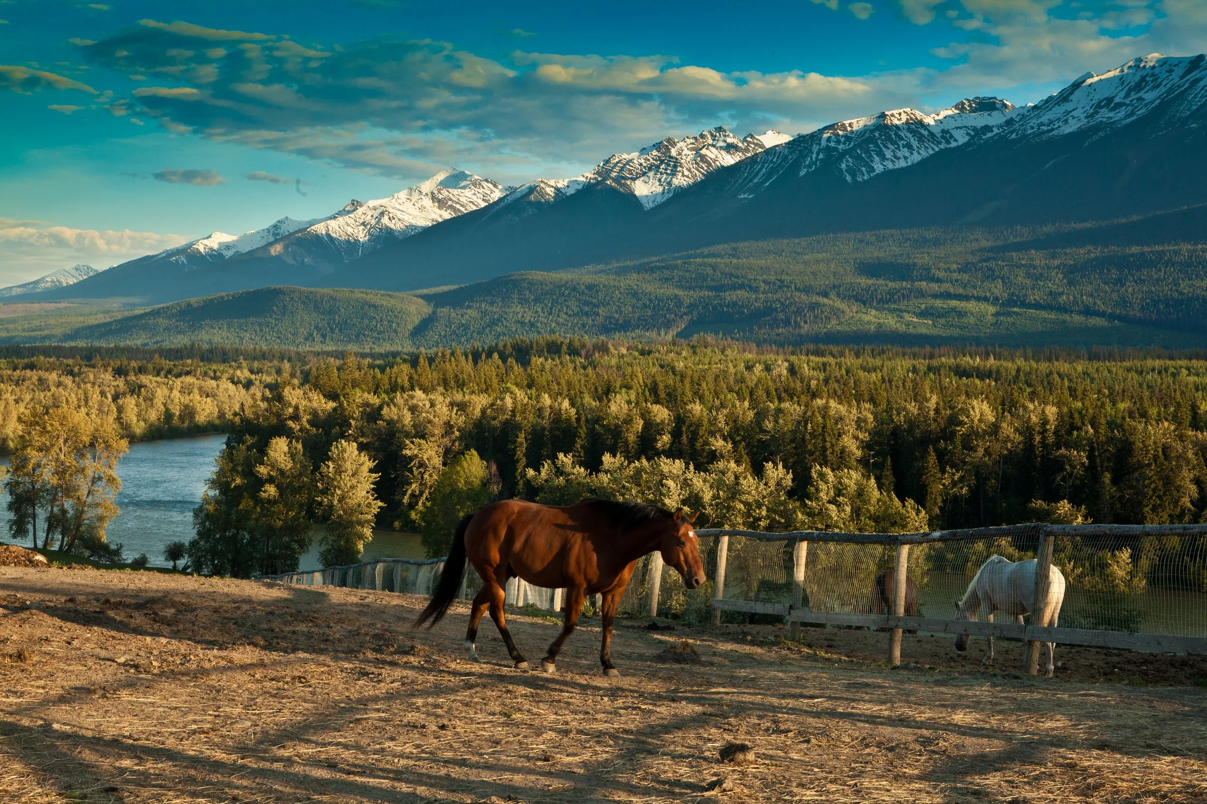 A brown horse walking on a dirt path near a wooden fence with a white horse grazing beyond it, surrounded by lush green trees, with a river and snow-capped mountains in the background under a partly cloudy sky.