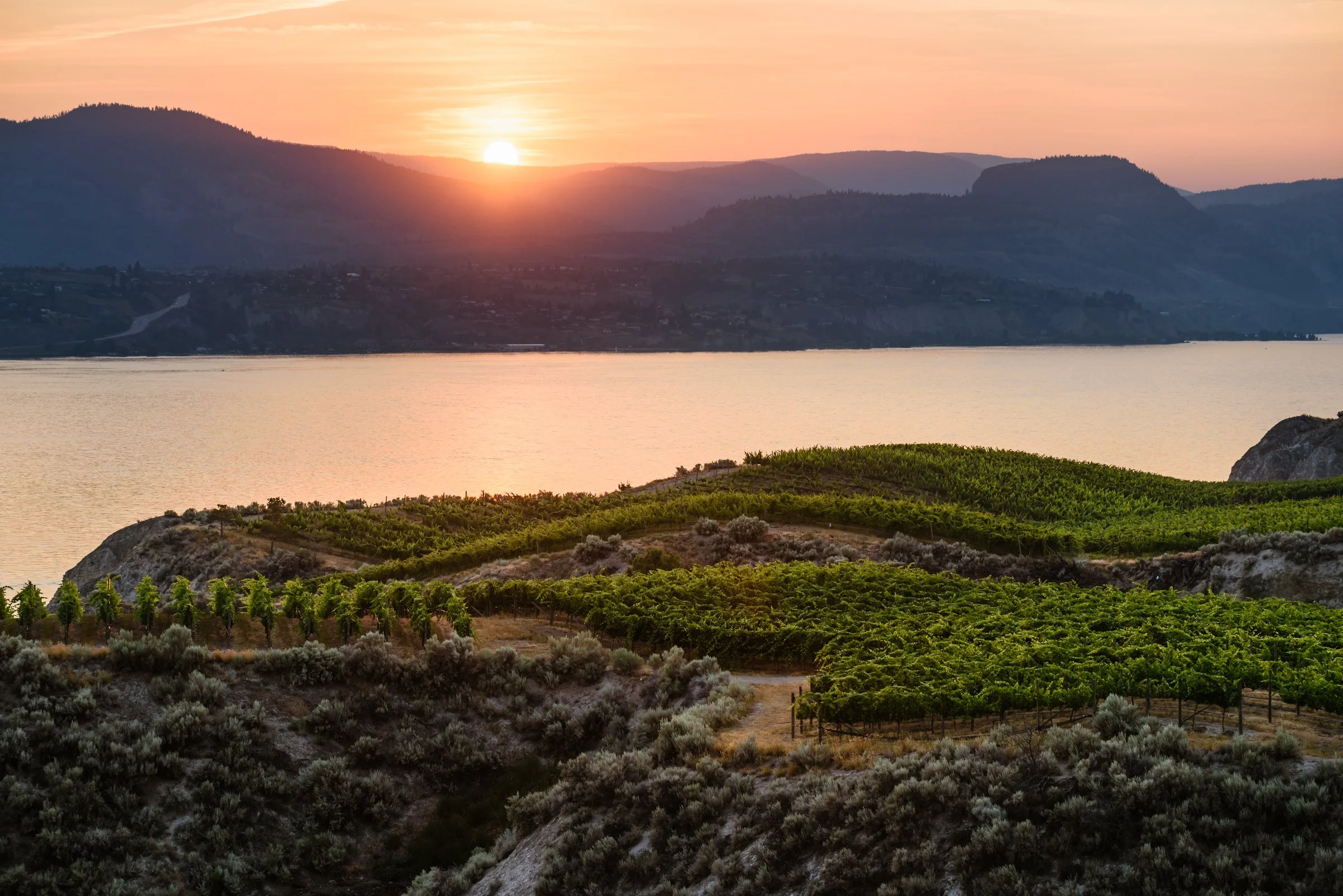 Sunset over a vineyard and body of water, with mountains in the background.