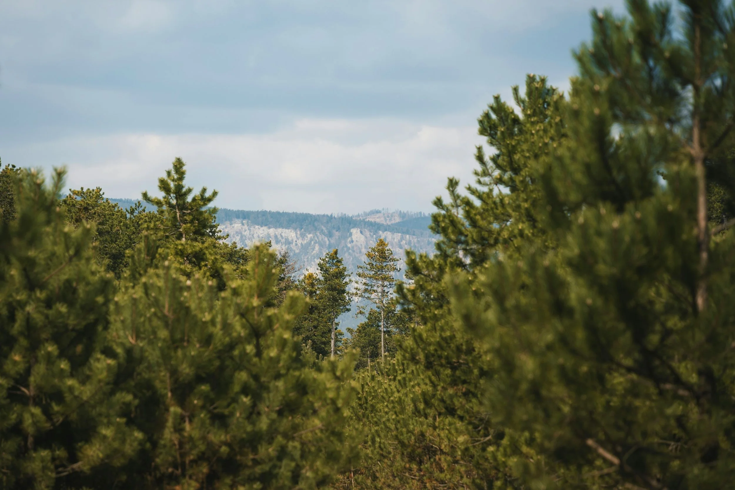 Eating disorder, OCD, and trauma therapy in Nashville TN | Trees and mountains in the background