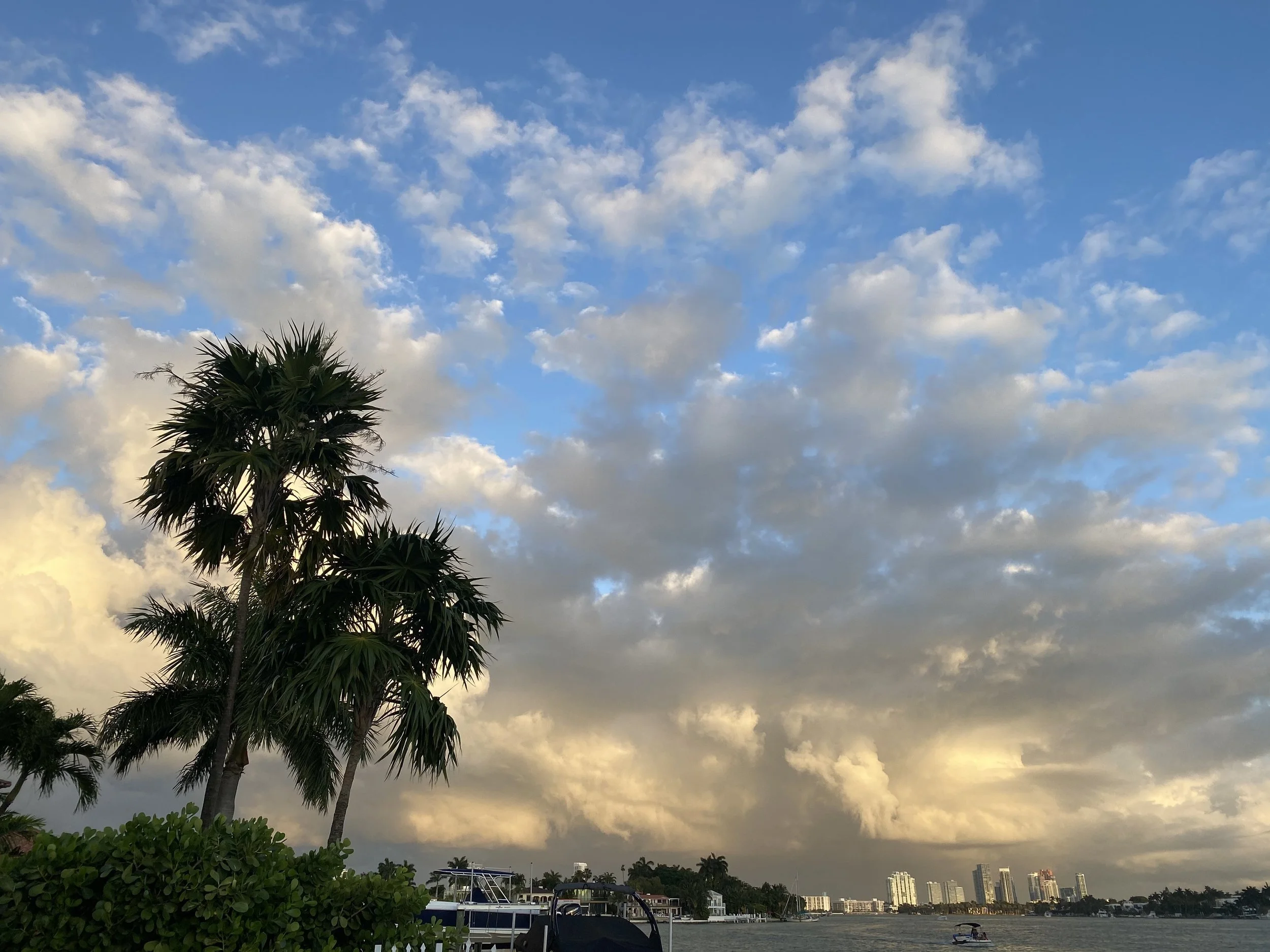 Tropical palm trees silhouetted against a vibrant, cloudy sky, representing the curated Miami coastal dining guide.