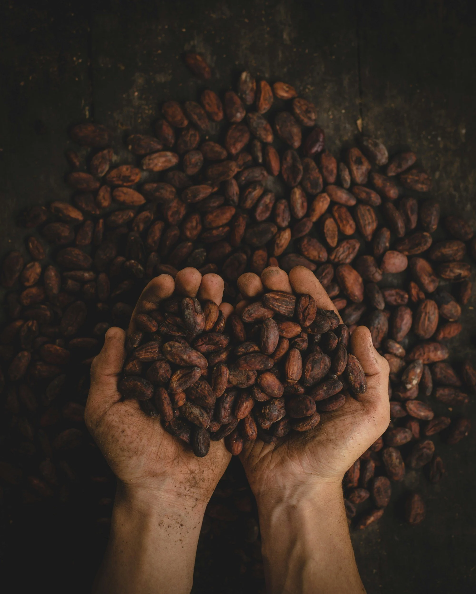 Hands holding cocoa beans over a surface filled with more cocoa beans.