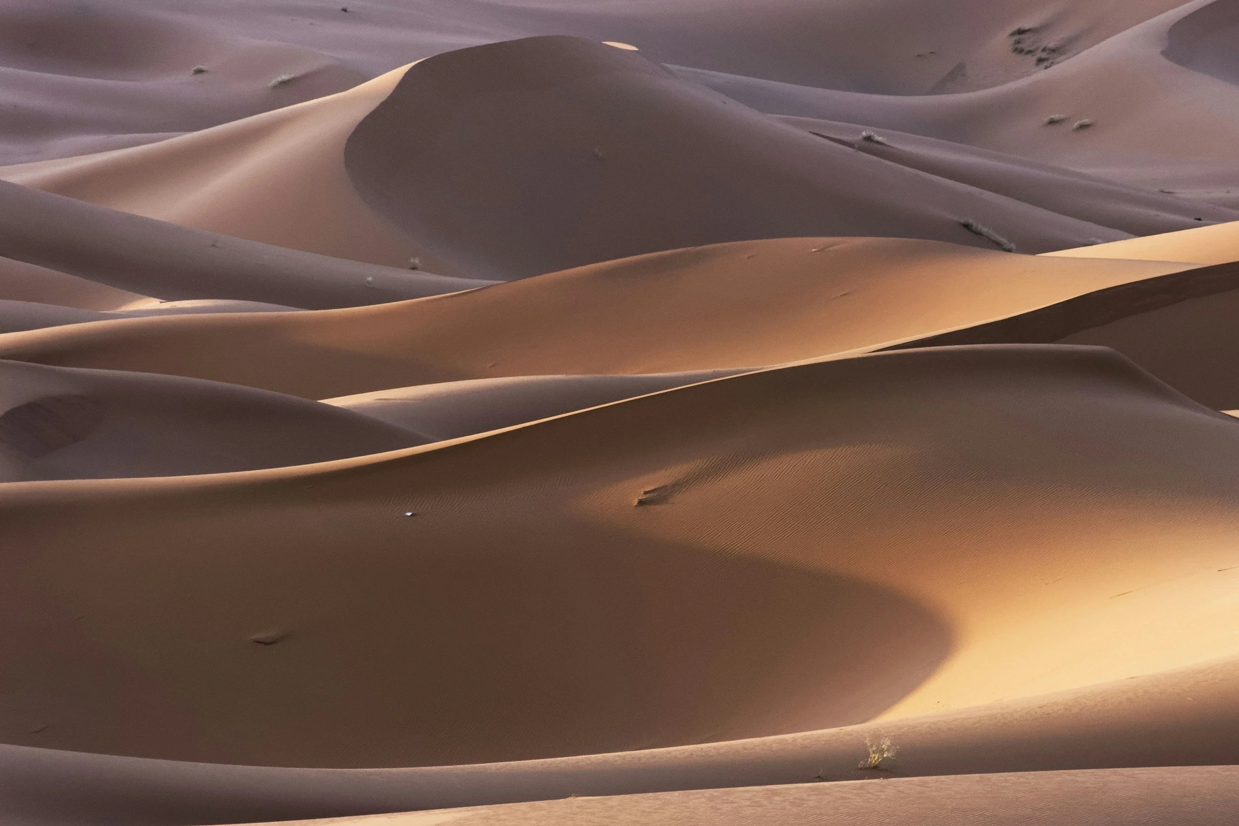 Sand dunes in a desert with rippled patterns and smooth curves.