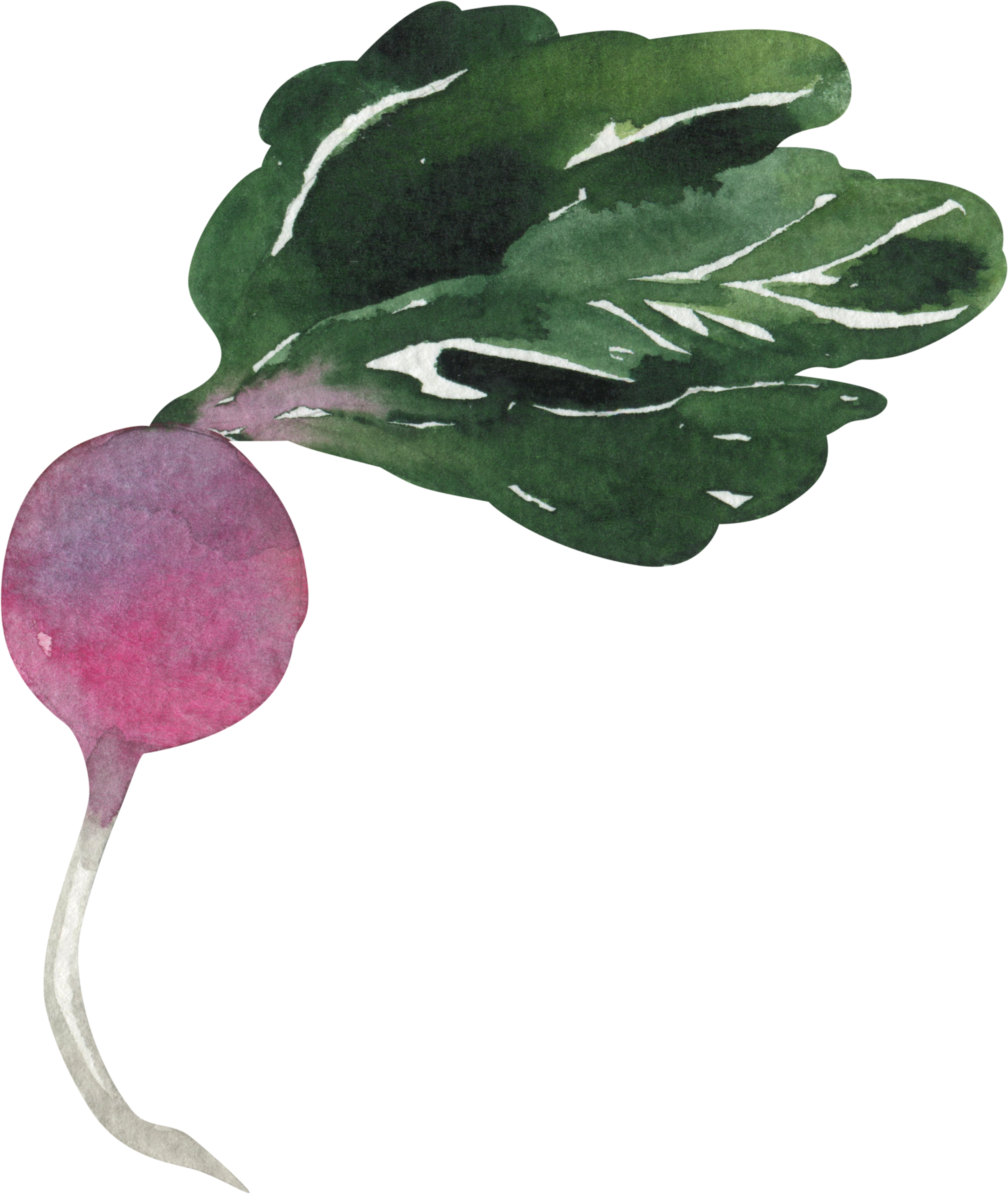 Watercolor illustration of a radish with green leaves and a pink root.