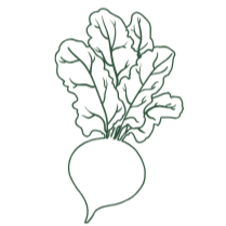 Outline drawing of a beet with leaves