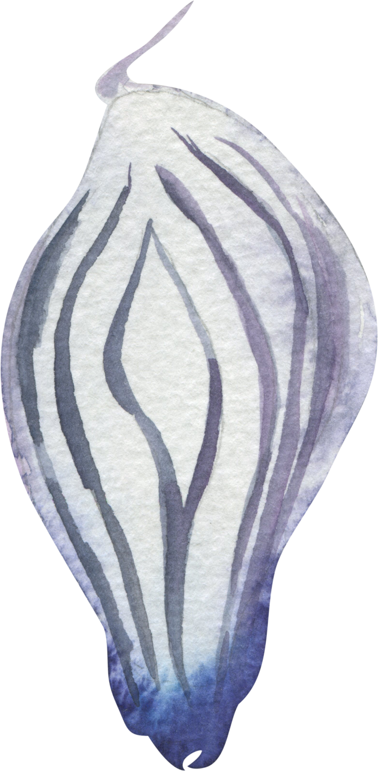 Watercolor illustration of a a sliced red onion.