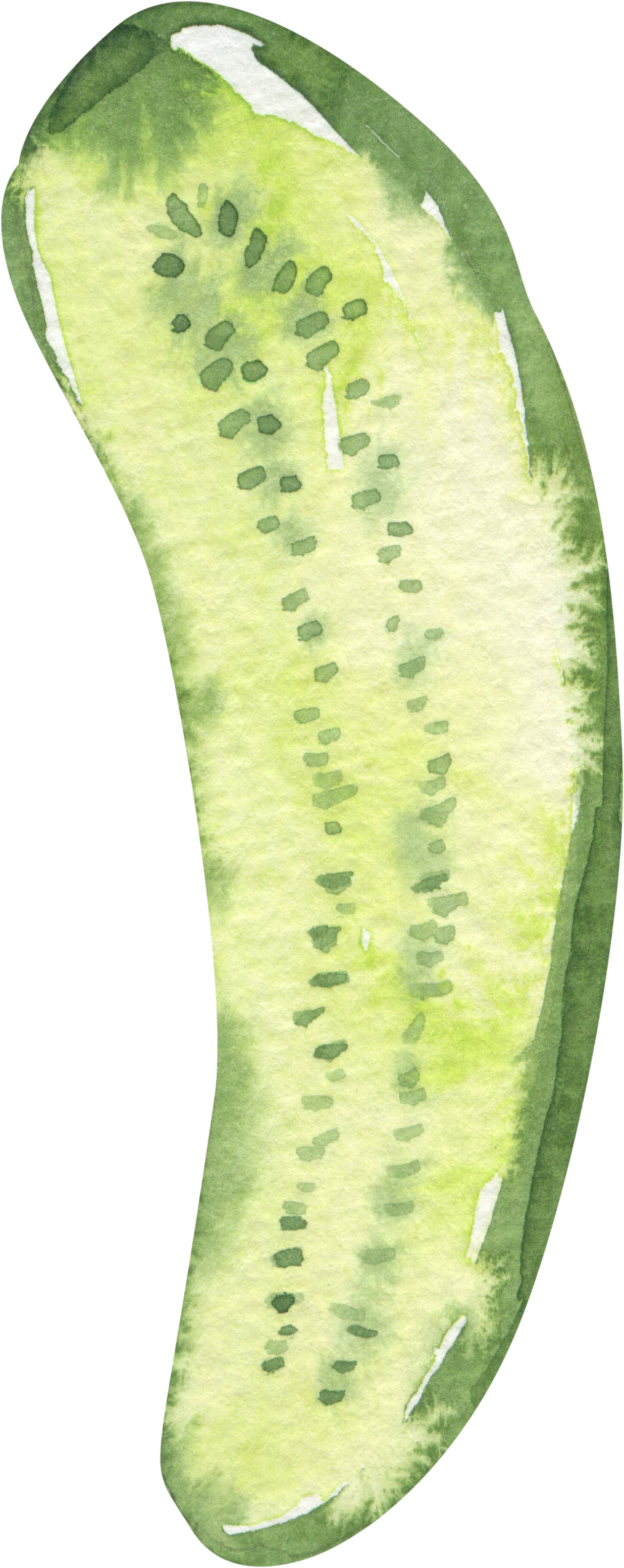 Watercolor painting of a sliced cucumber.
