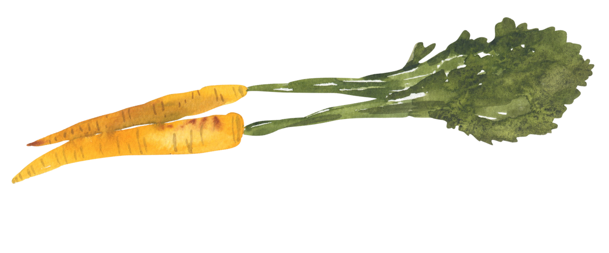 Fresh carrots with green leafy tops and orange roots.