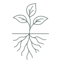 Line drawing of a young beet plant with roots, leaves, and stem