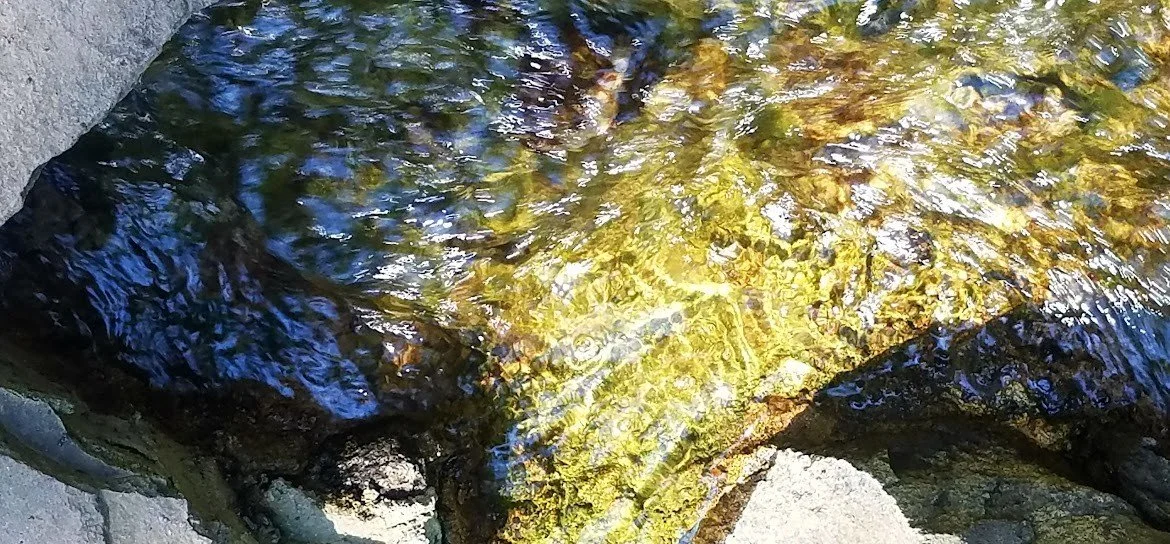 Close-up of a fish with shiny, iridescent scales lying on rocks in a stream.