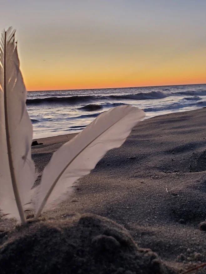 Close-up of white feather on sandy beach at sunset with the ocean in the background.
