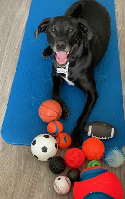 Black dog lying on a blue yoga mat surrounded by various colorful balls including a basketball, soccer ball, football, and others on a wooden floor.