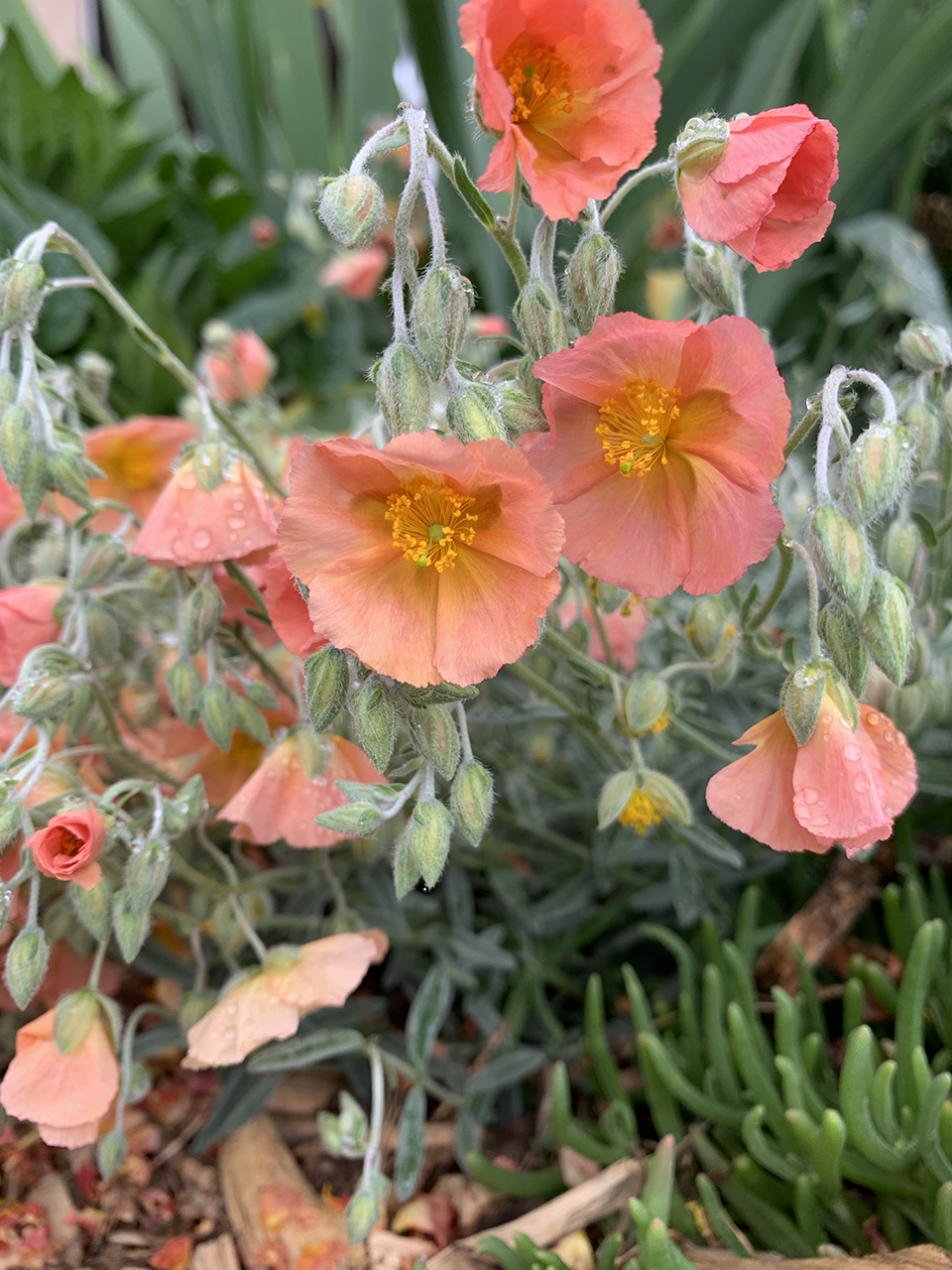 Rock Rose - Helianthemum nummularium