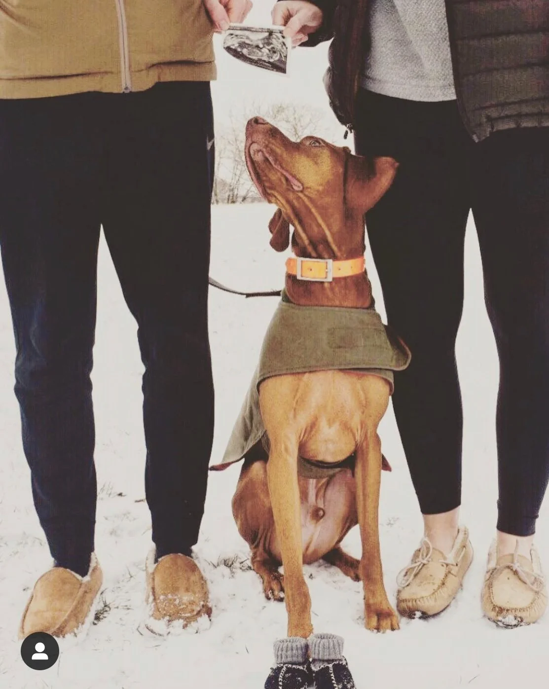 A dog dressed in a green coat and booties, sitting on snow, with two people standing next to it, holding ultrasound results.