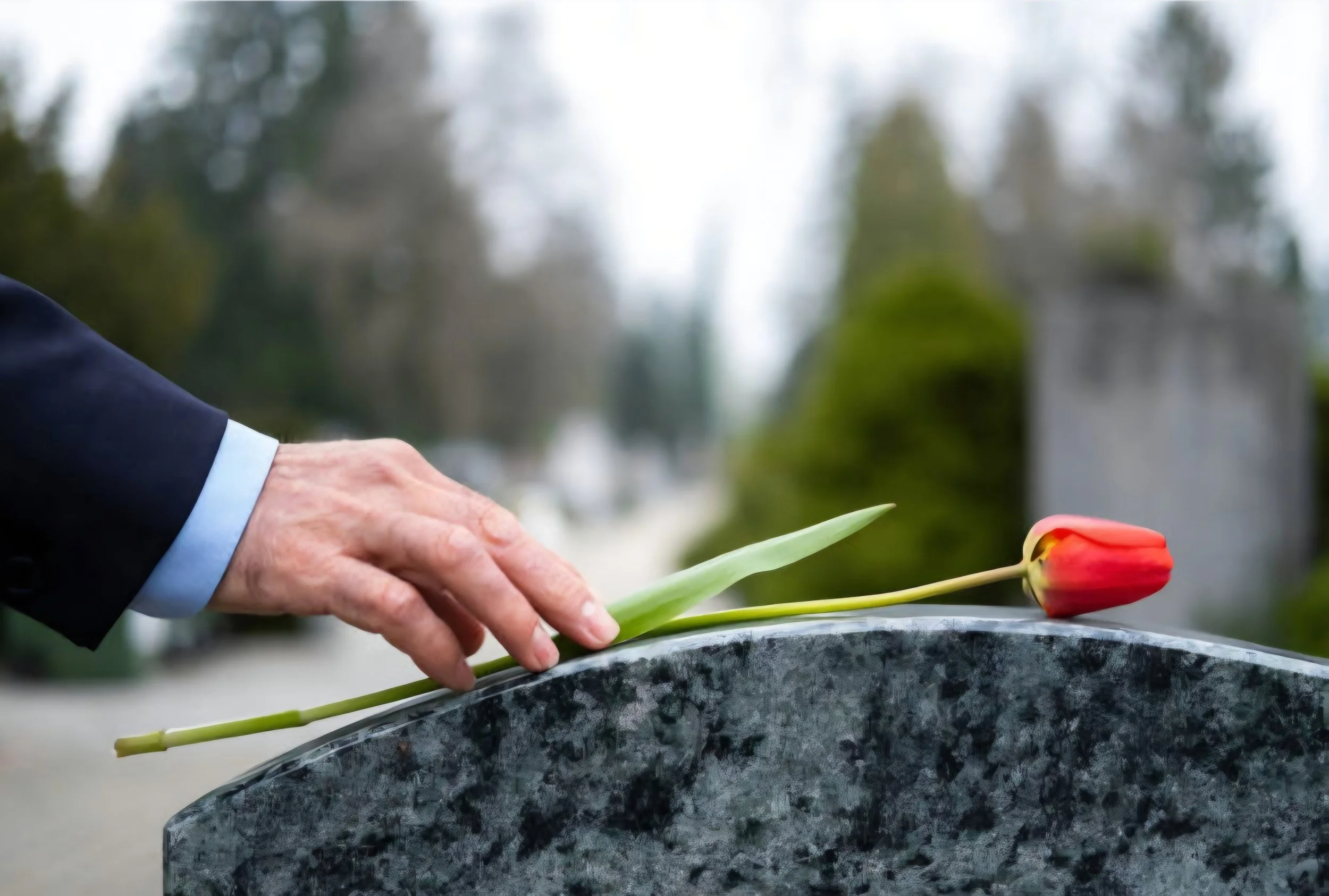 A person in a suit placing a red tulip on a gray granite tombstone in a cemetery.