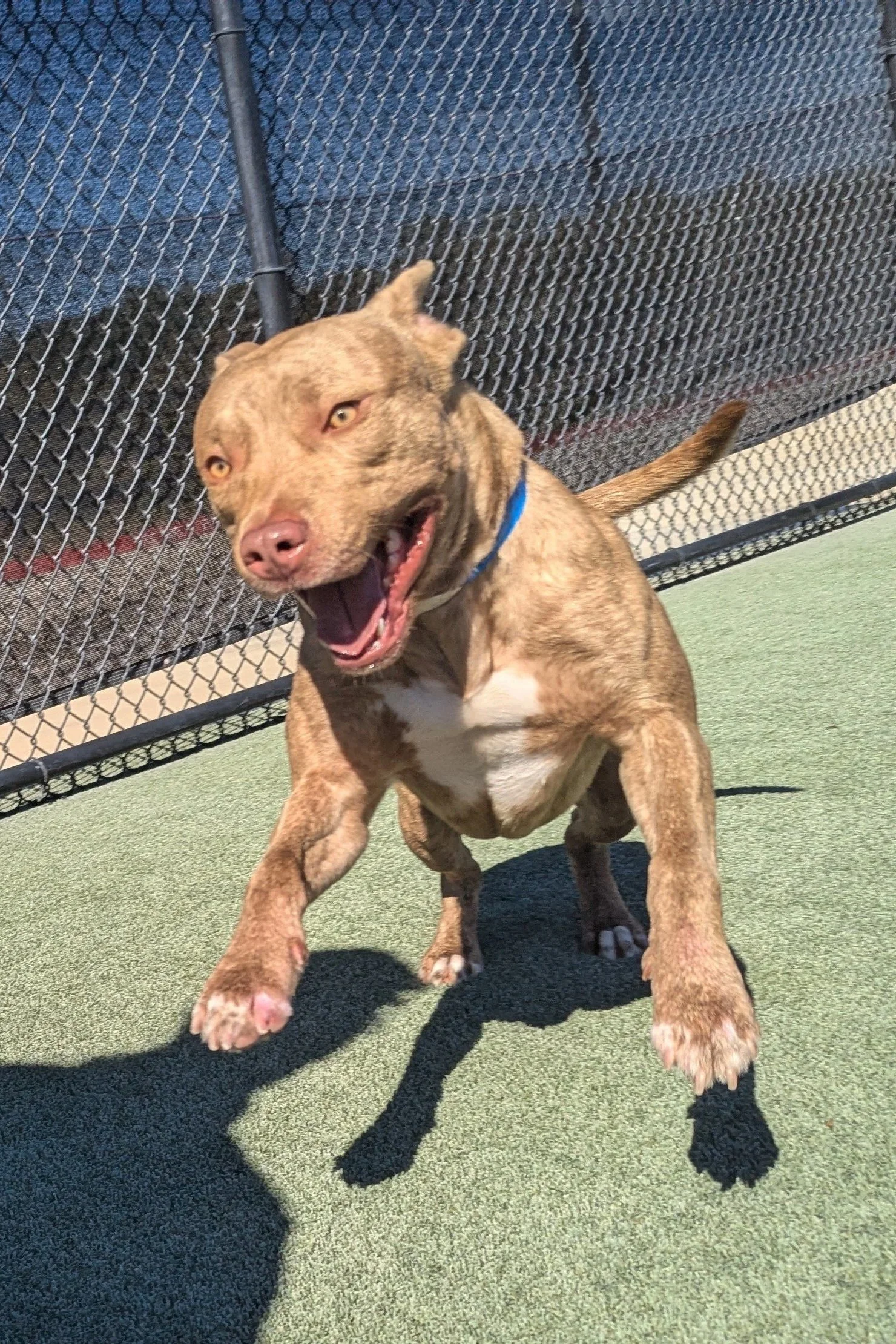 A joyful brown dog with a blue collar running on a green surface at a dog park, with a chain-link fence in the background.