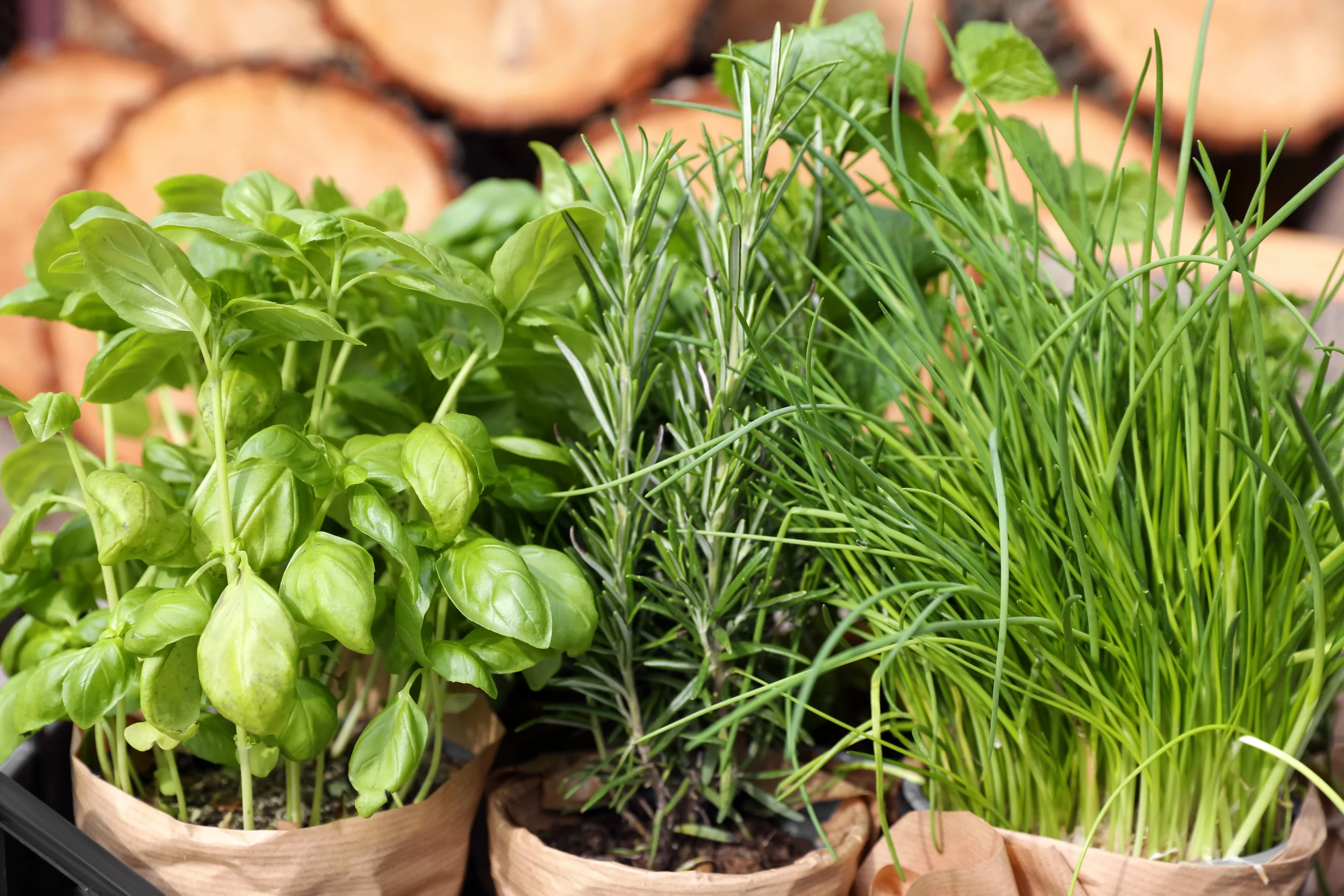 A variety of potted herbs including basil, rosemary, and chives on a shelf with logs in the background.