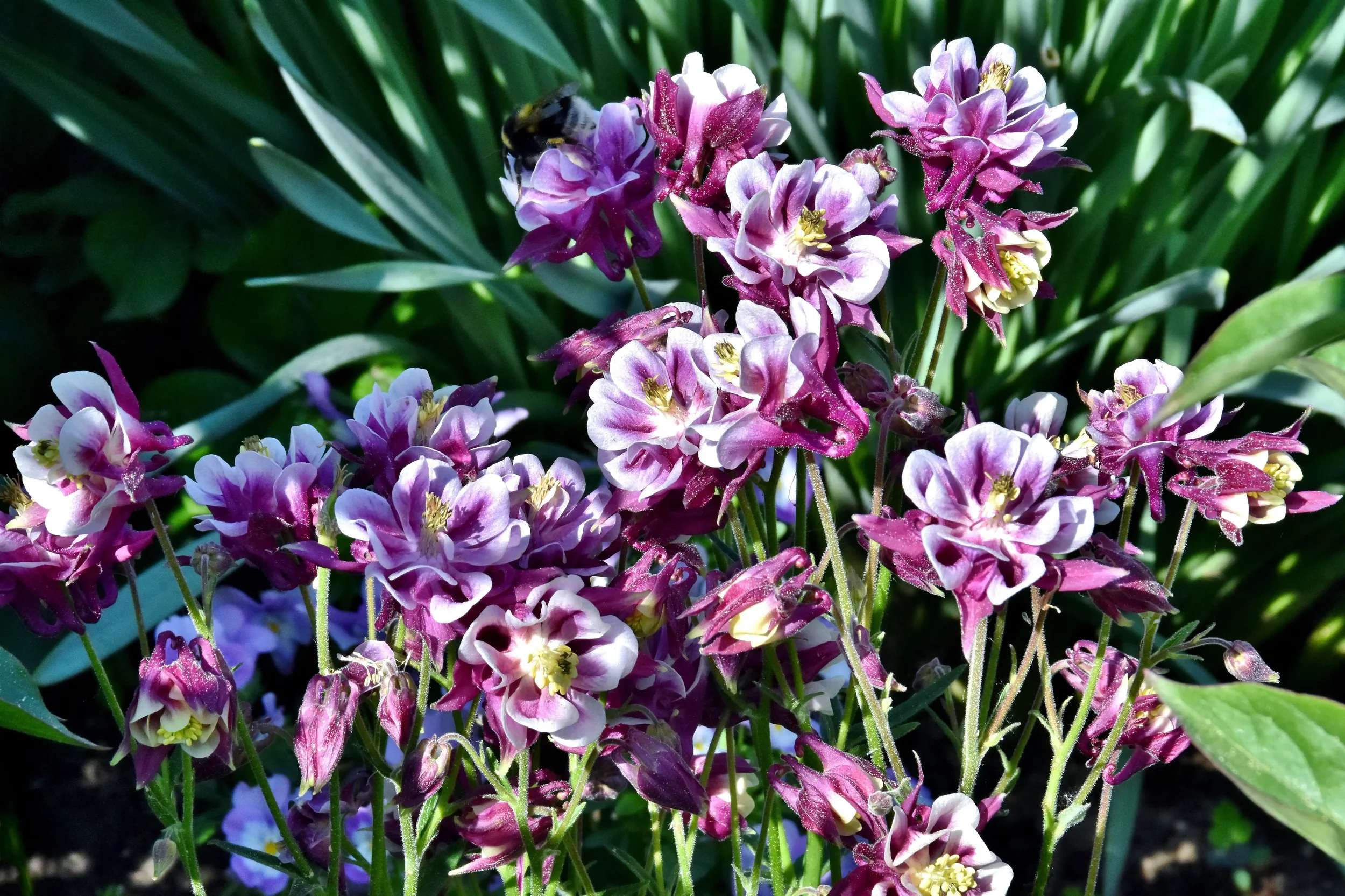 The Best Plants for a Colorado Landscape That Actually Thrive