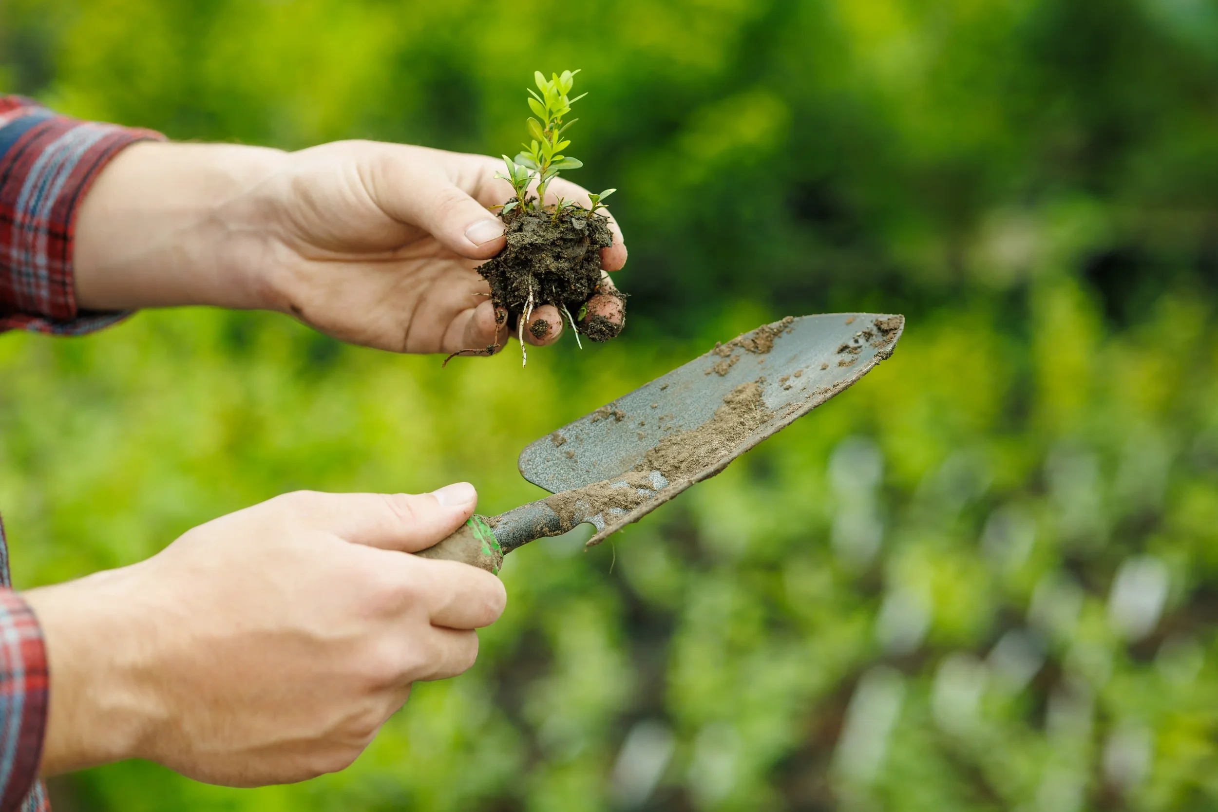 Colorado Fall Planting: A Design-Build Perspective for Front Range Homeowners