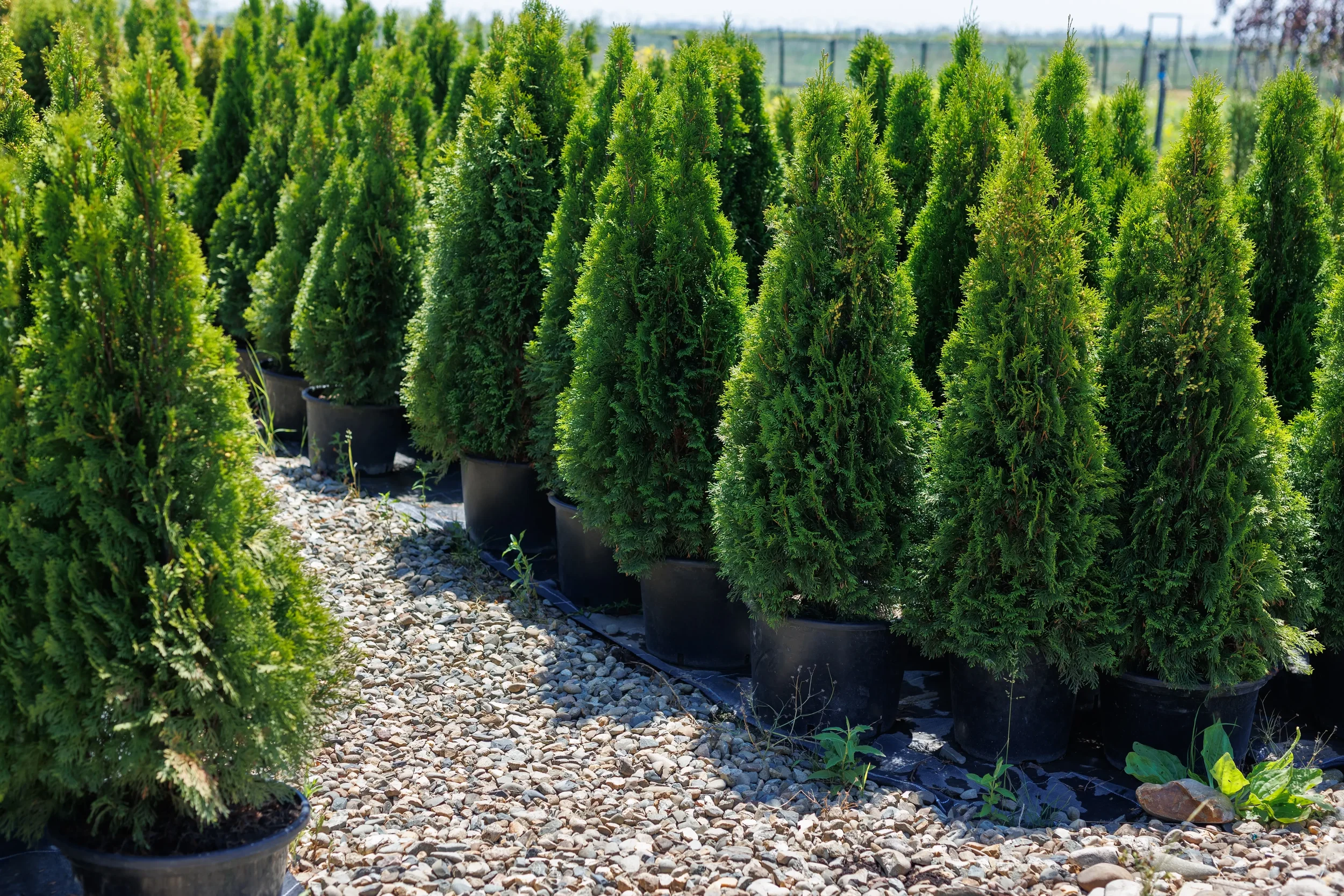 Row of green potted evergreen trees outdoors on a gravel surface