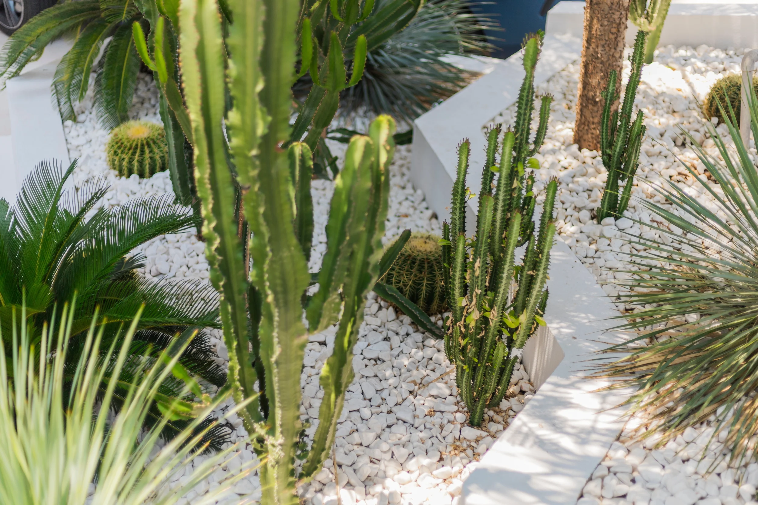 Garden with various cacti and succulents, white rocks, and white rectangular plant containers.