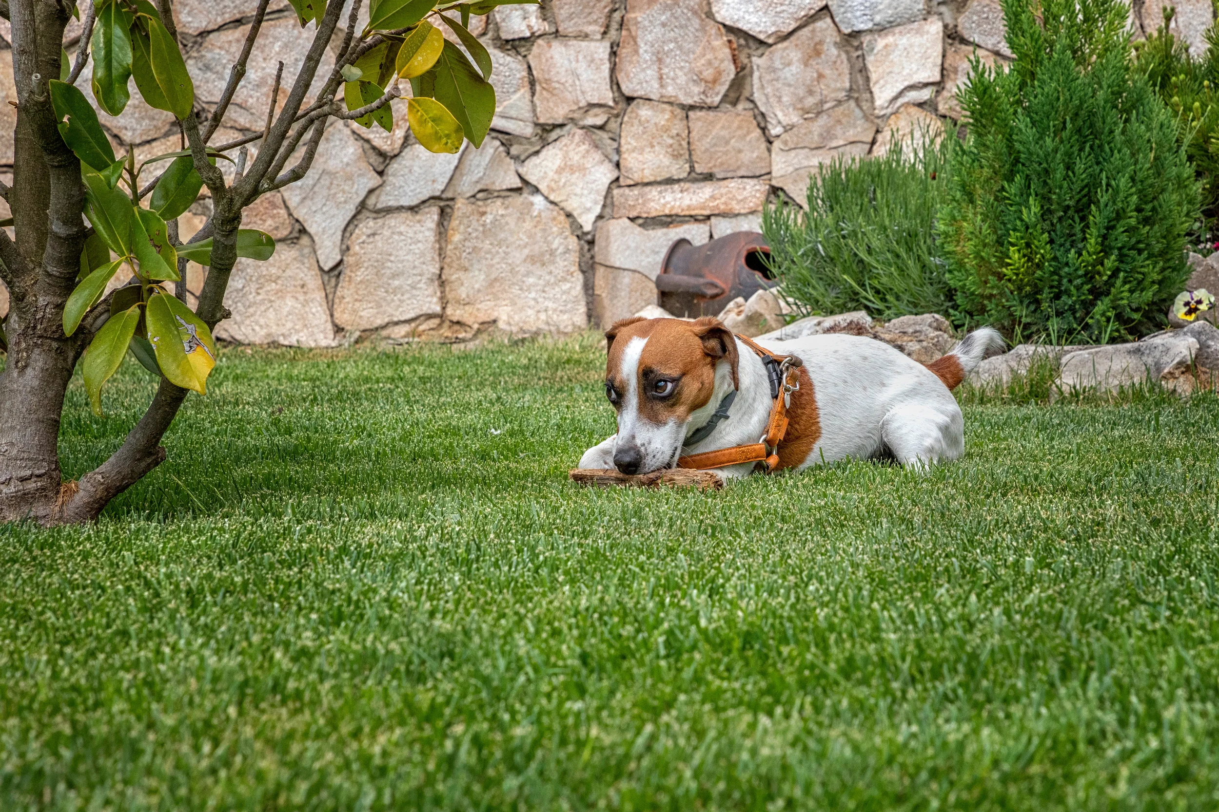 A dog lying on the grass in a garden, chewing on a stick with a stone wall and green shrubs in the background.