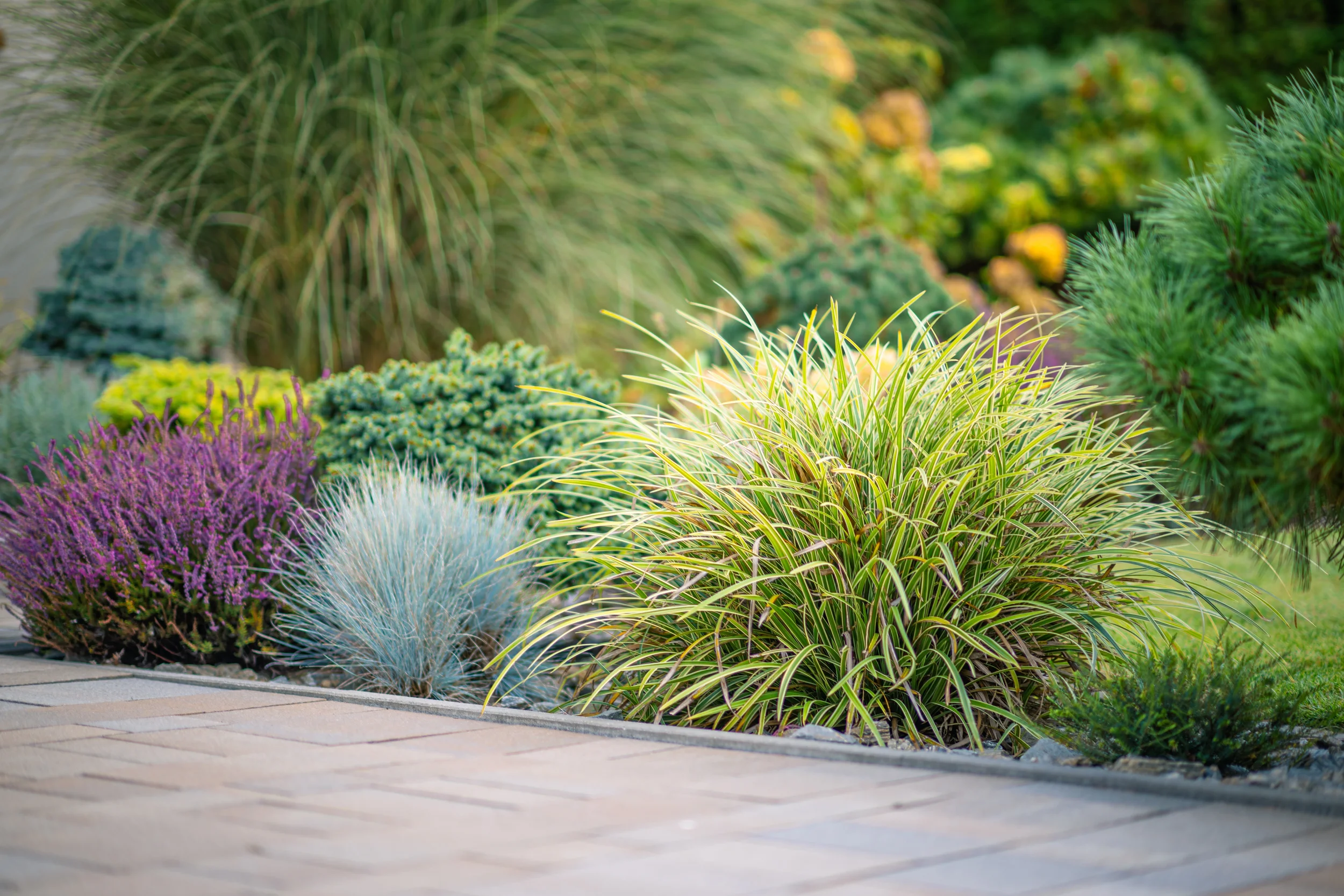 Colorful and diverse garden with various plants including purple, blue, green, and yellow foliage alongside a brick pathway.
