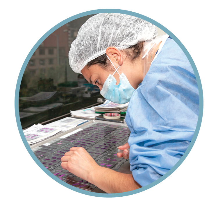 Laboratory technician examining sample slides at a sterile workstation.