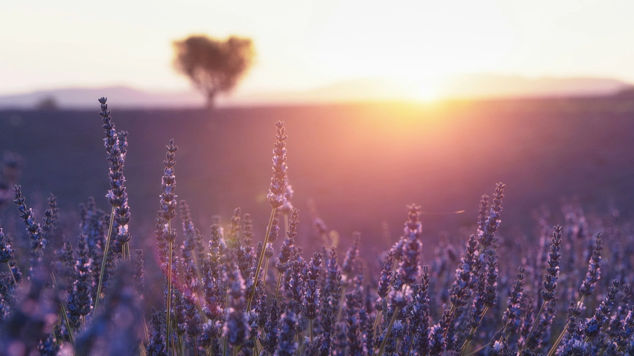 Lavender field at sunset with purple flowers in foreground and a blurred tree in the background.