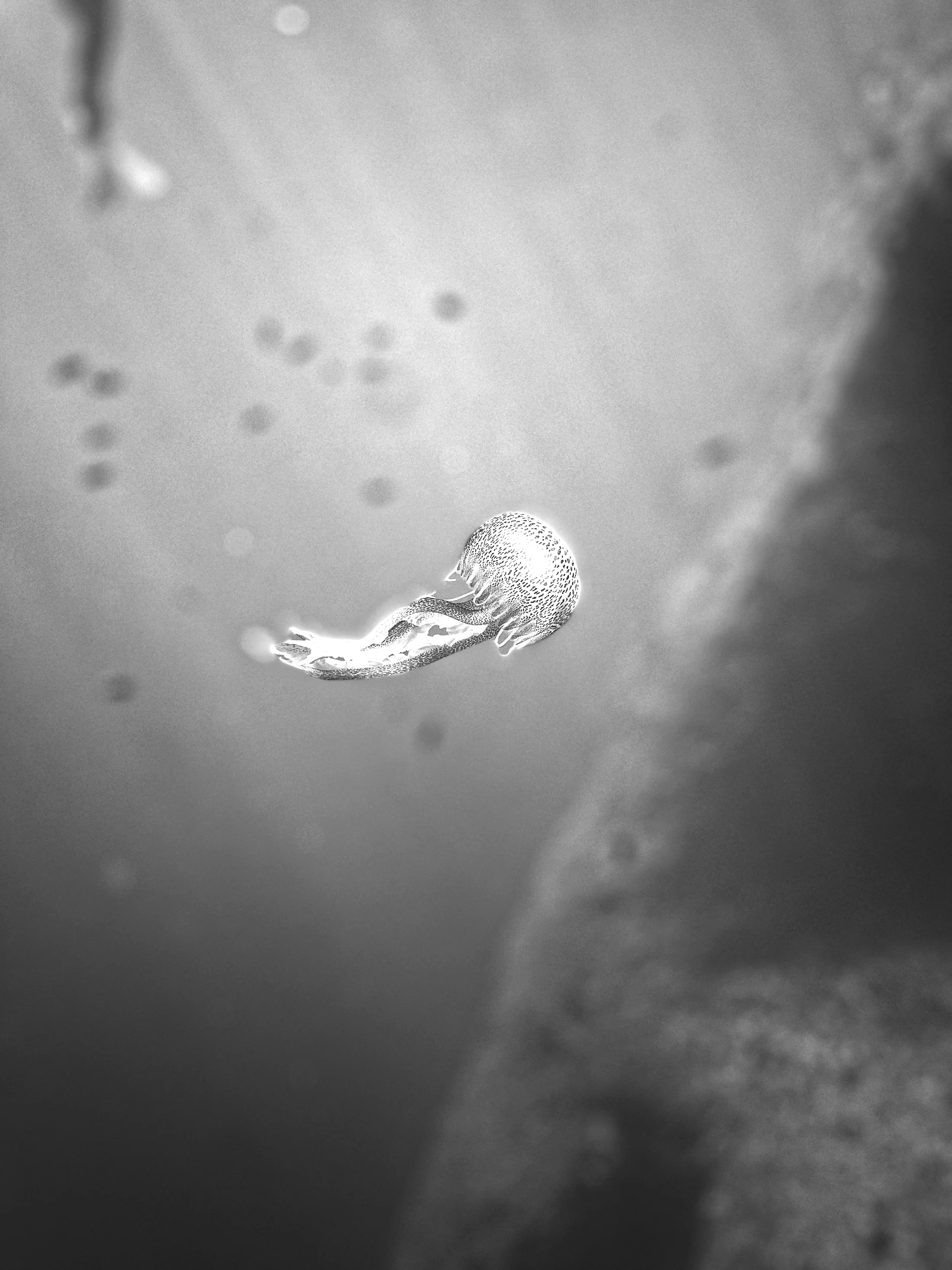 A small jellyfish floating underwater near a wall or rock.