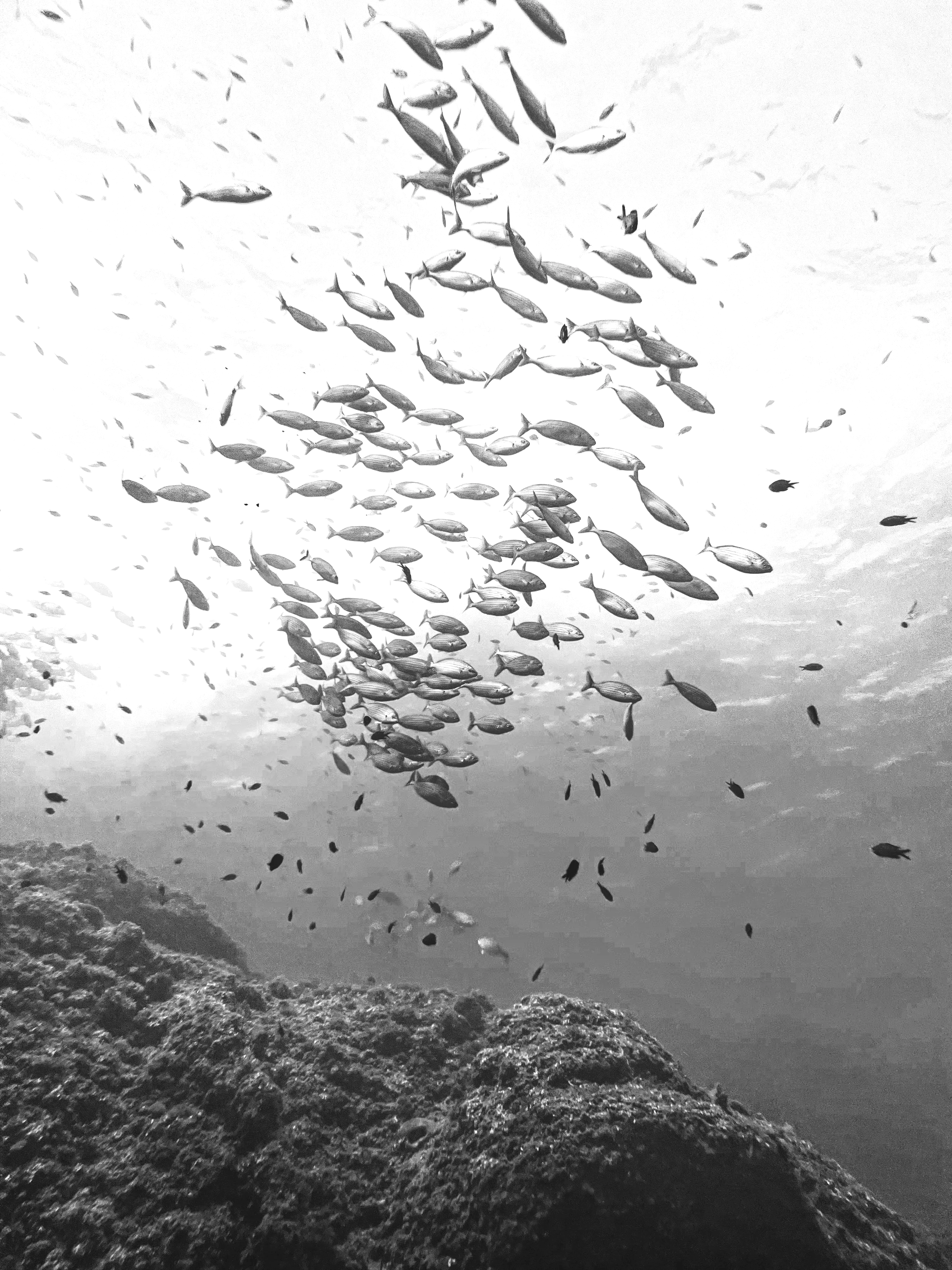  School of fish swimming underwater near rocky seabed in black and white photo.