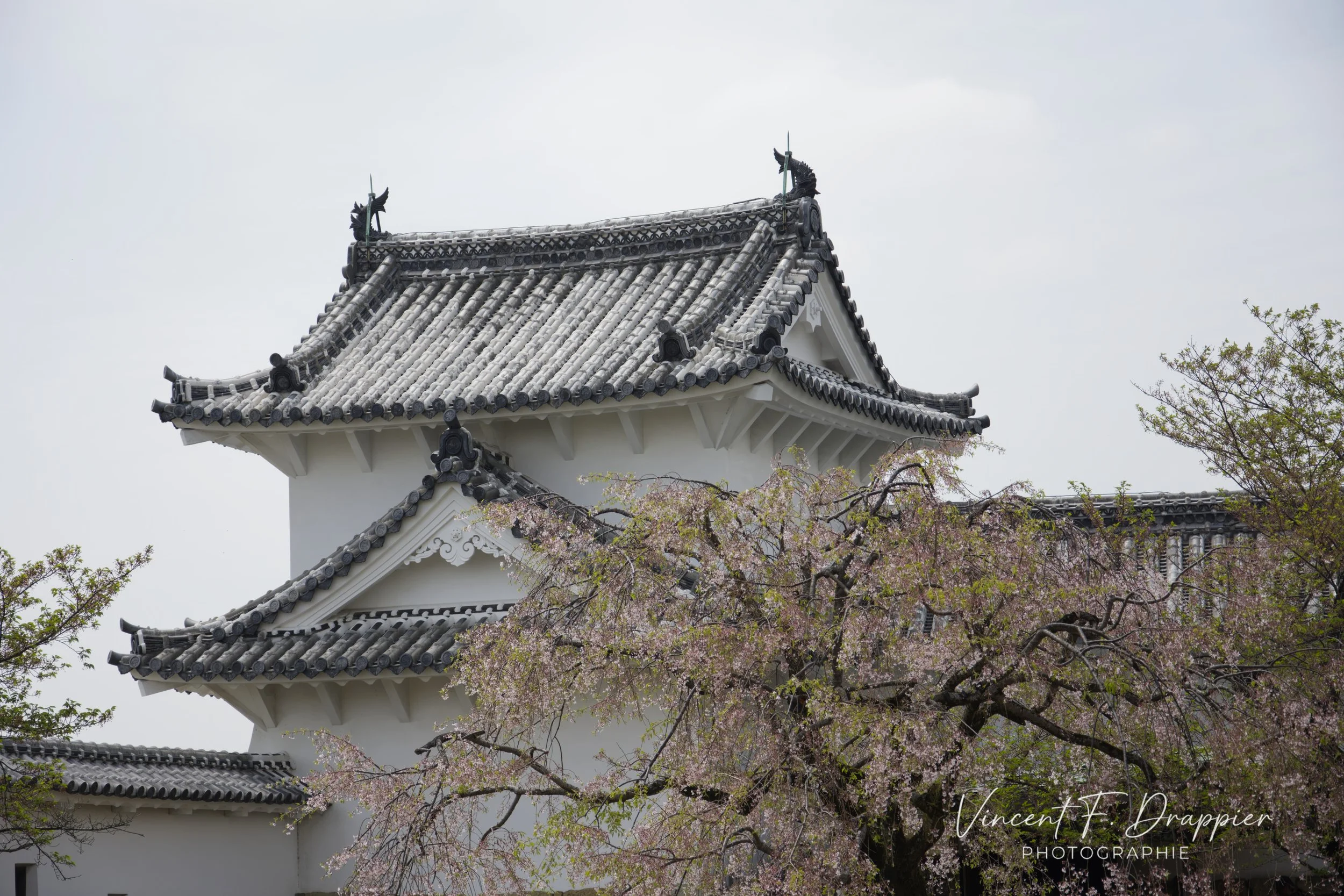 20170421_D7200_3704_DxO_full.jpg
