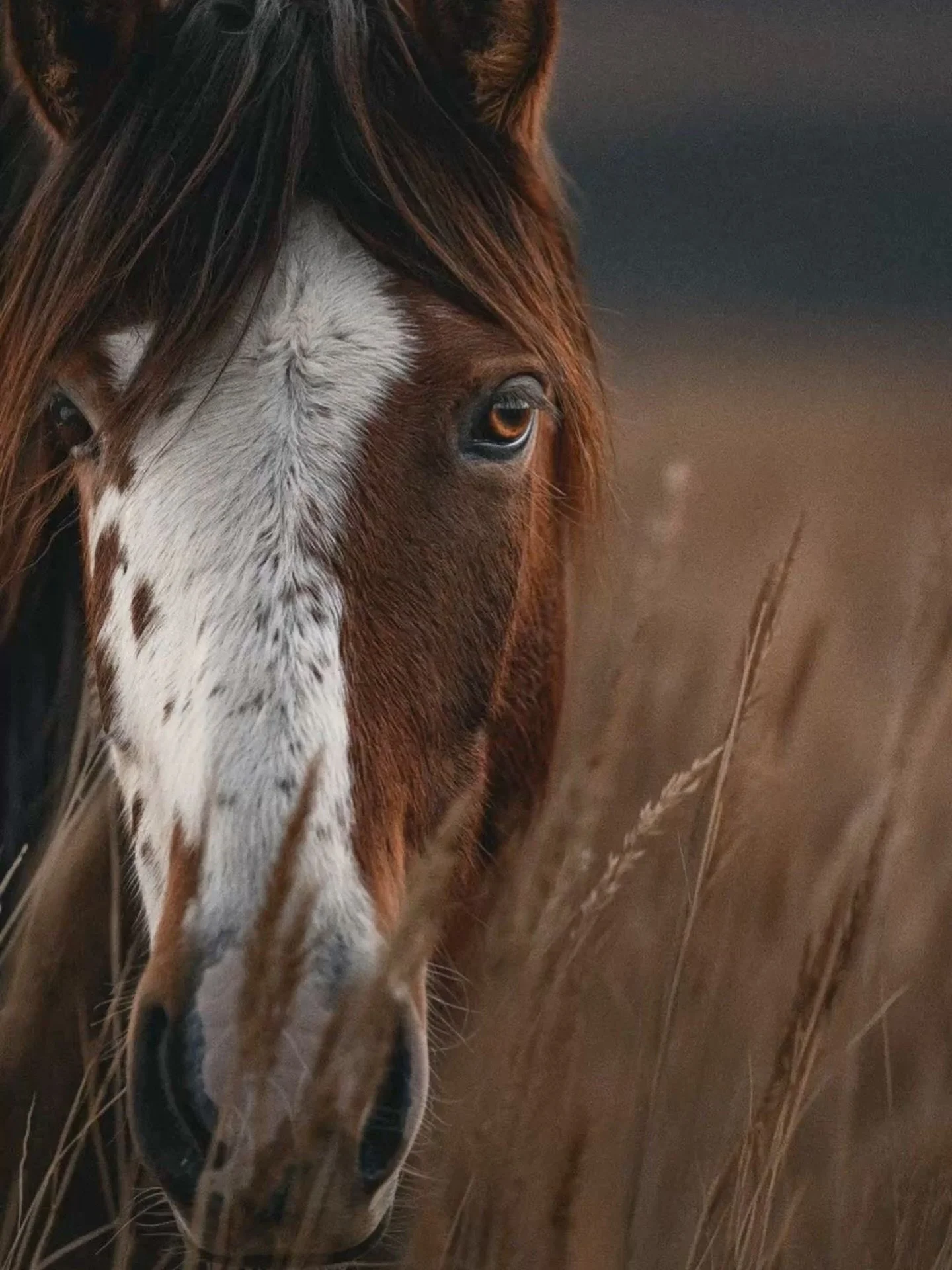 Demain nous entrons dans l&rsquo;ann&eacute;e du cheval, apres avoir pass&eacute; un an avec l&rsquo;&eacute;nergie du serpent. Concr&egrave;tement dans ton quotidien &ccedil;a ne va pas changer grand chose. Sauf si en conscience tu utilises cette &e