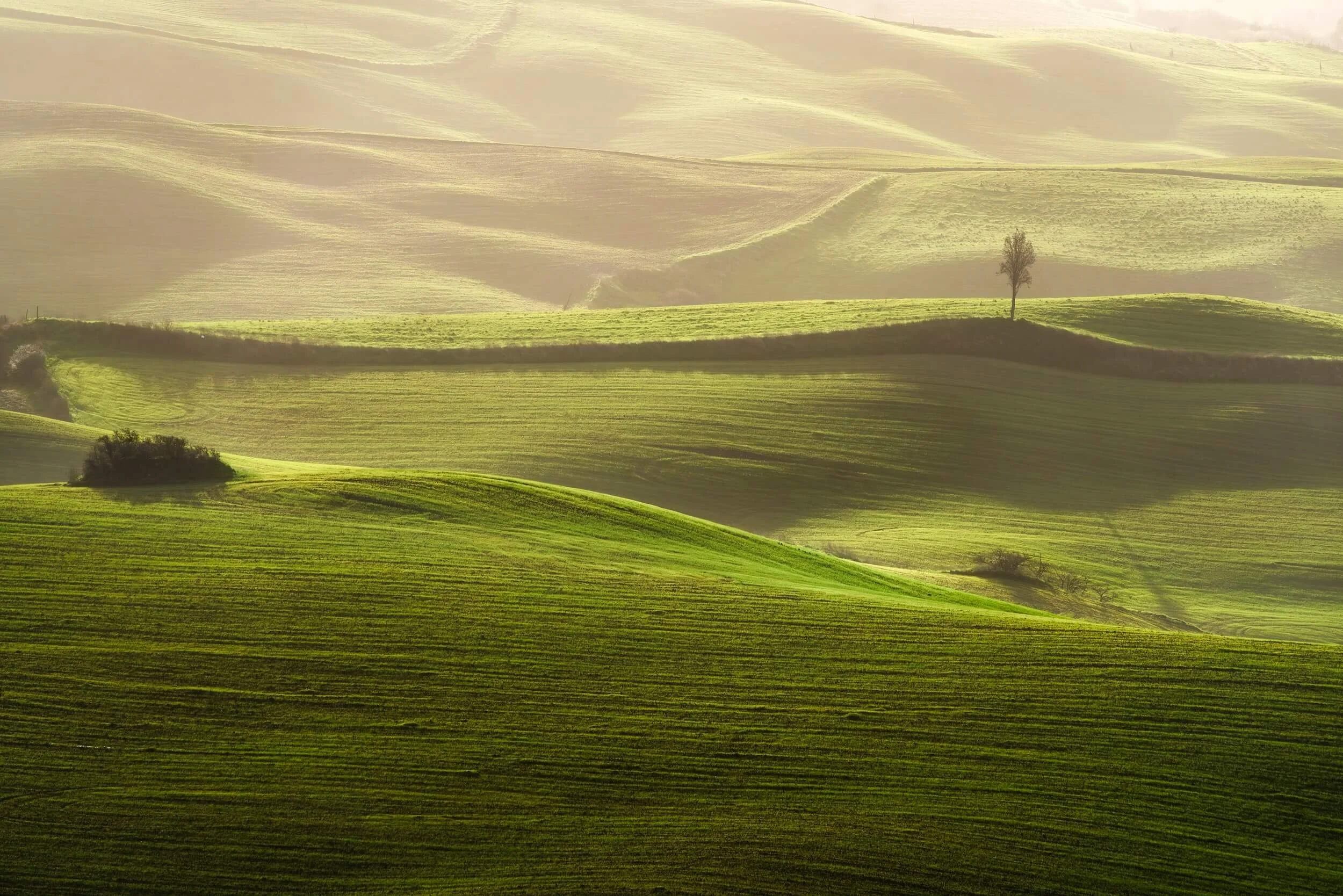 Soft rolling green hills in morning mist with a lone tree on the horizon — evoking the calm, openness, and renewed perspective that therapy offers for stress, burnout, and emotional healing