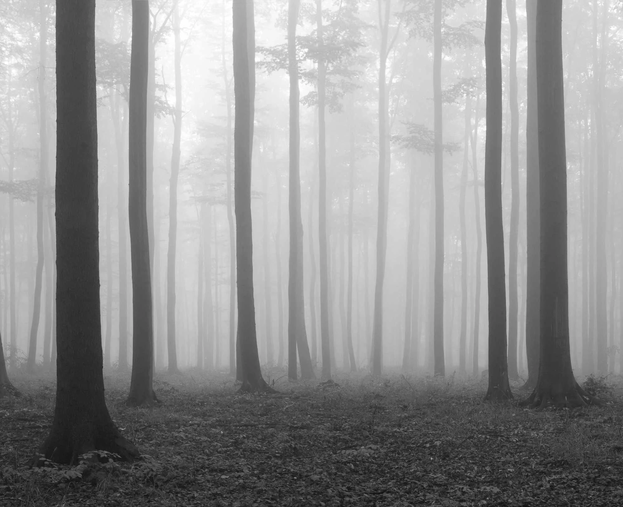 Black and white misty forest with tall trees fading into fog — symbolizing the process of navigating buried emotions, finding clarity, and moving toward healing through empathic, intuitive therapy