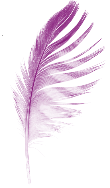 A purple feather with fine, wispy strands.