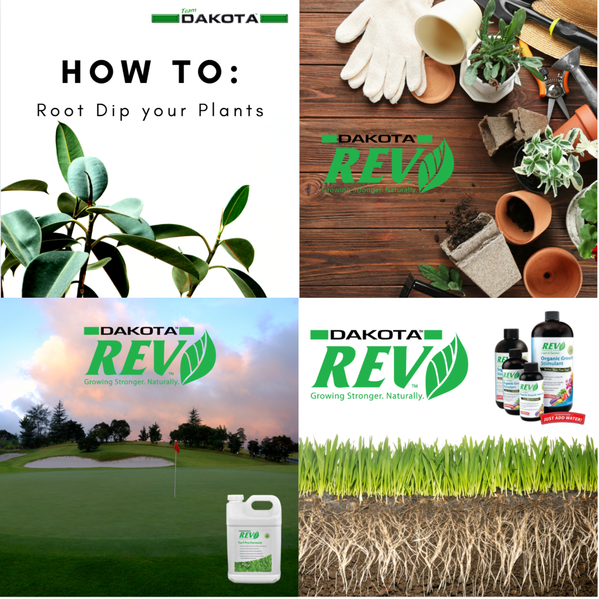 A collage of four images related to gardening and plant care, including a plant with broad leaves with instructions on root dipping, gardening tools and potted plants on a wooden surface, a golf course with a flag and a bottle of fertilizer, and a close-up of grass and roots with bottles of fertilizer.